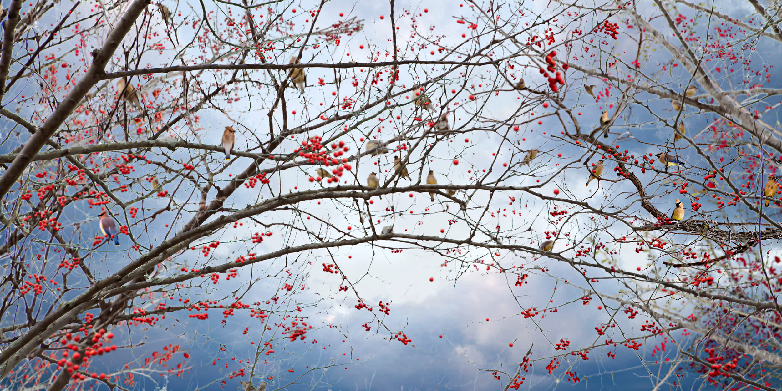 Untiled, Sovereign Tree (berries branches)