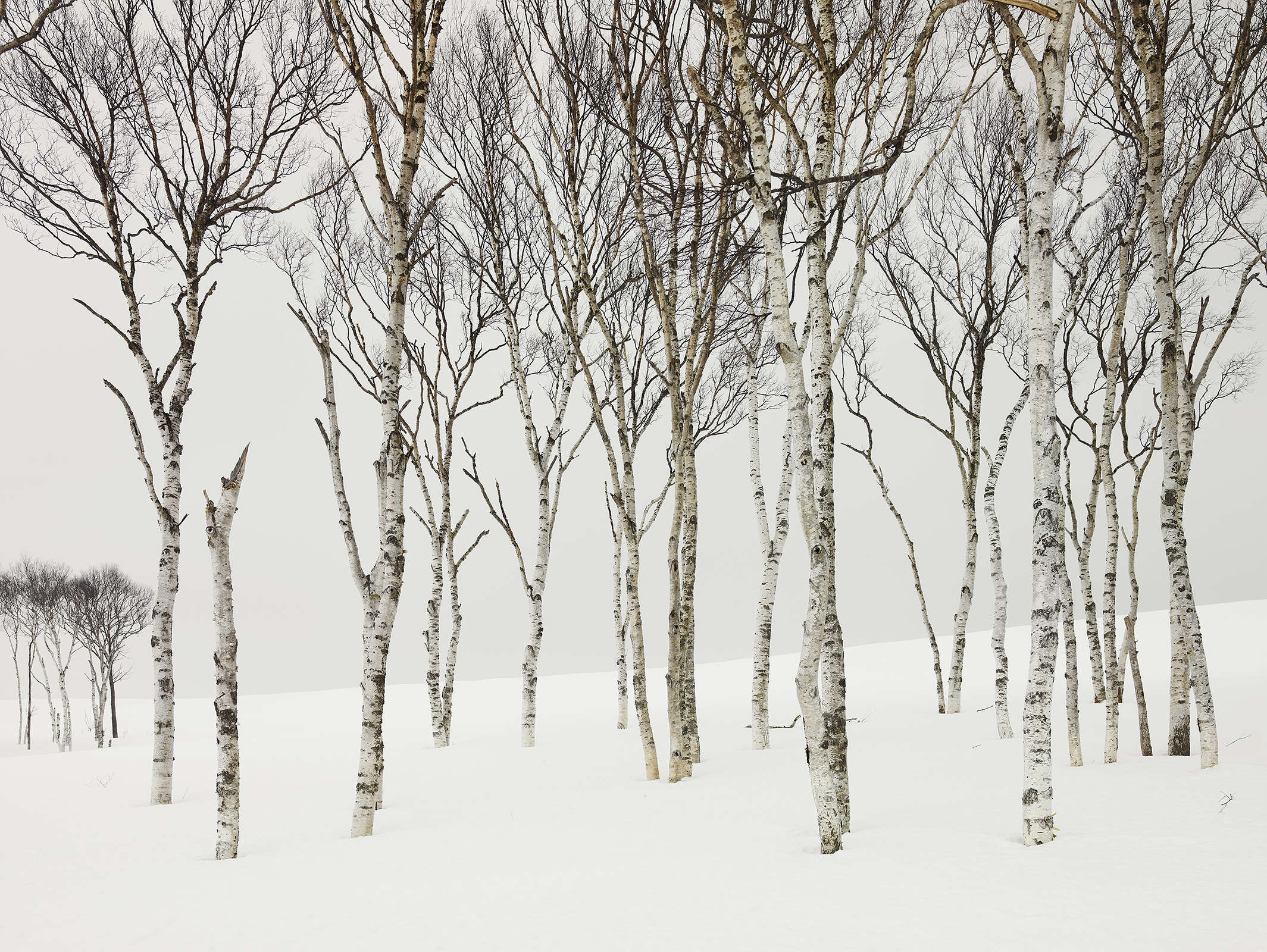 Field Birches, Japan
