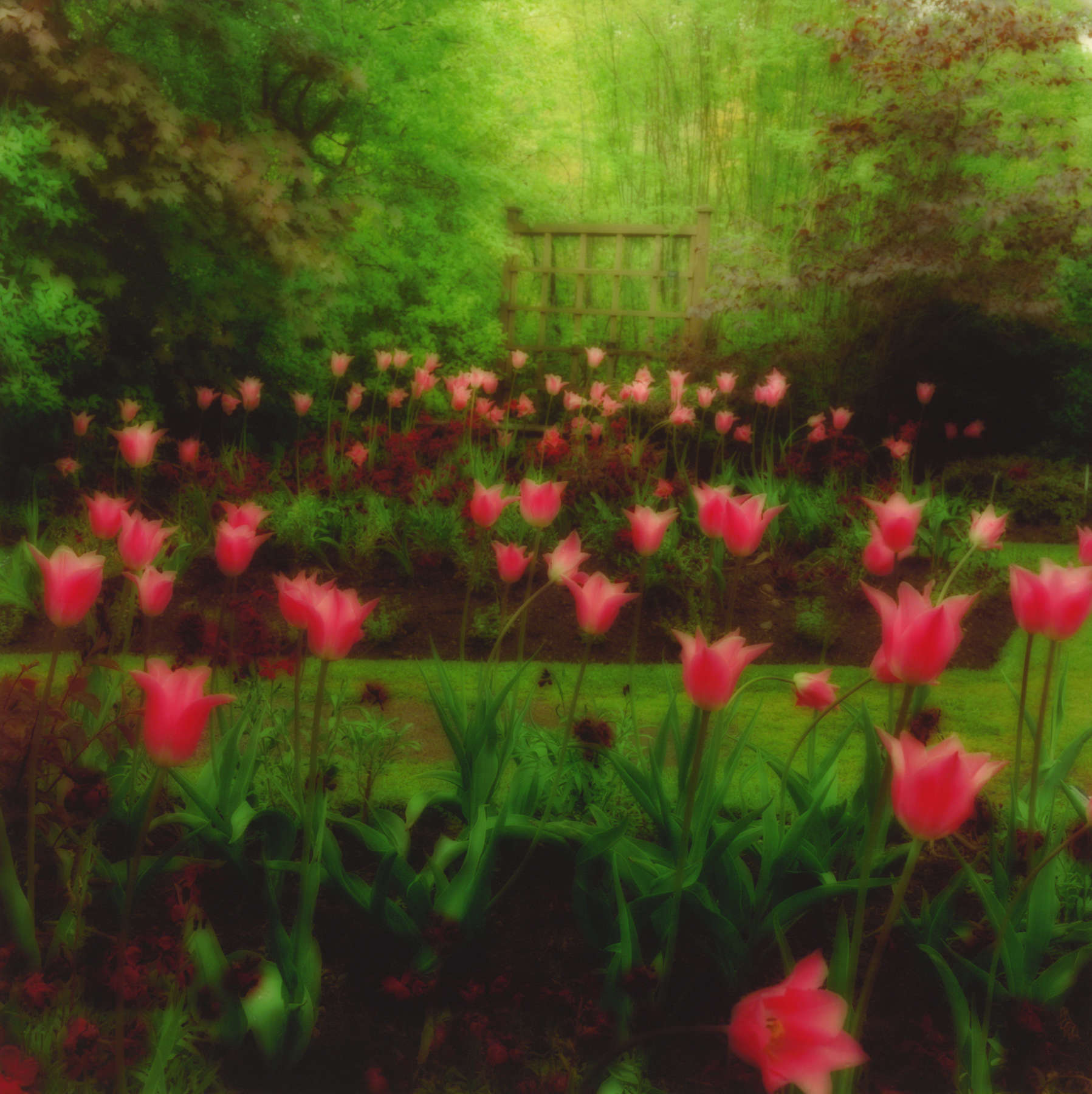 Crathes Castle Gardens, Scotland, (6-94-24c-12)