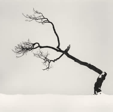 Michael Kenna, Kussharo Lake Tree, Study 6, Kotan, Hokkaido, Japan, 2008