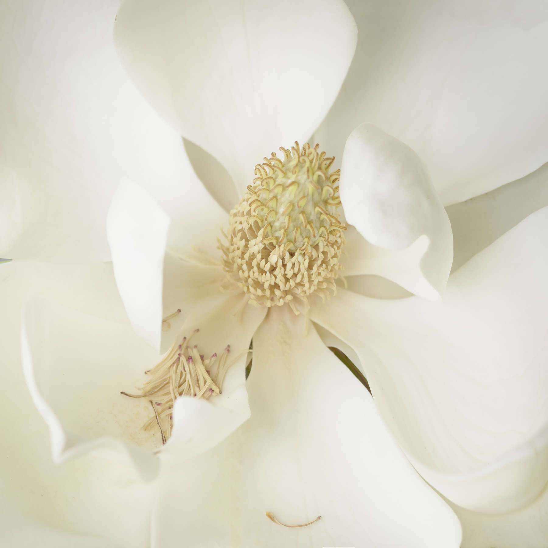 Magnolia 101