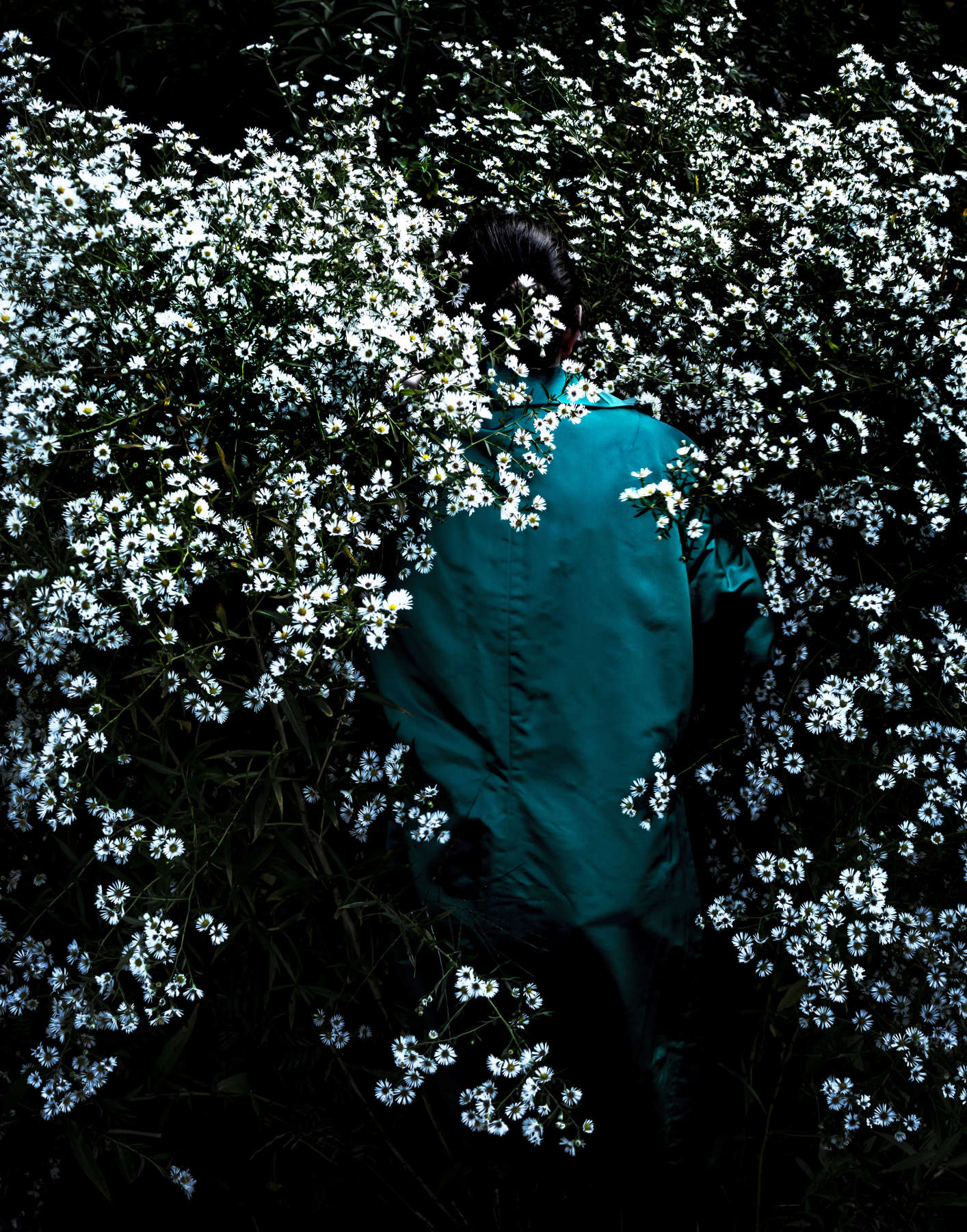 Boltonia Asteroides, Union, Maine