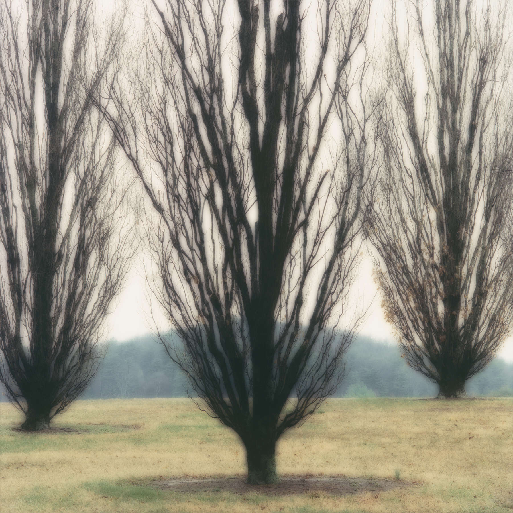 Bernheim, Arboretum, KY (4-01-28c-1)