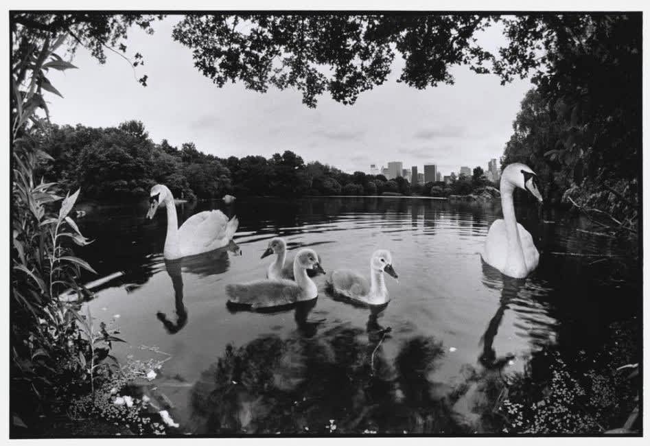 Bruce Davidson: USA, New York City, Central Park, 1992