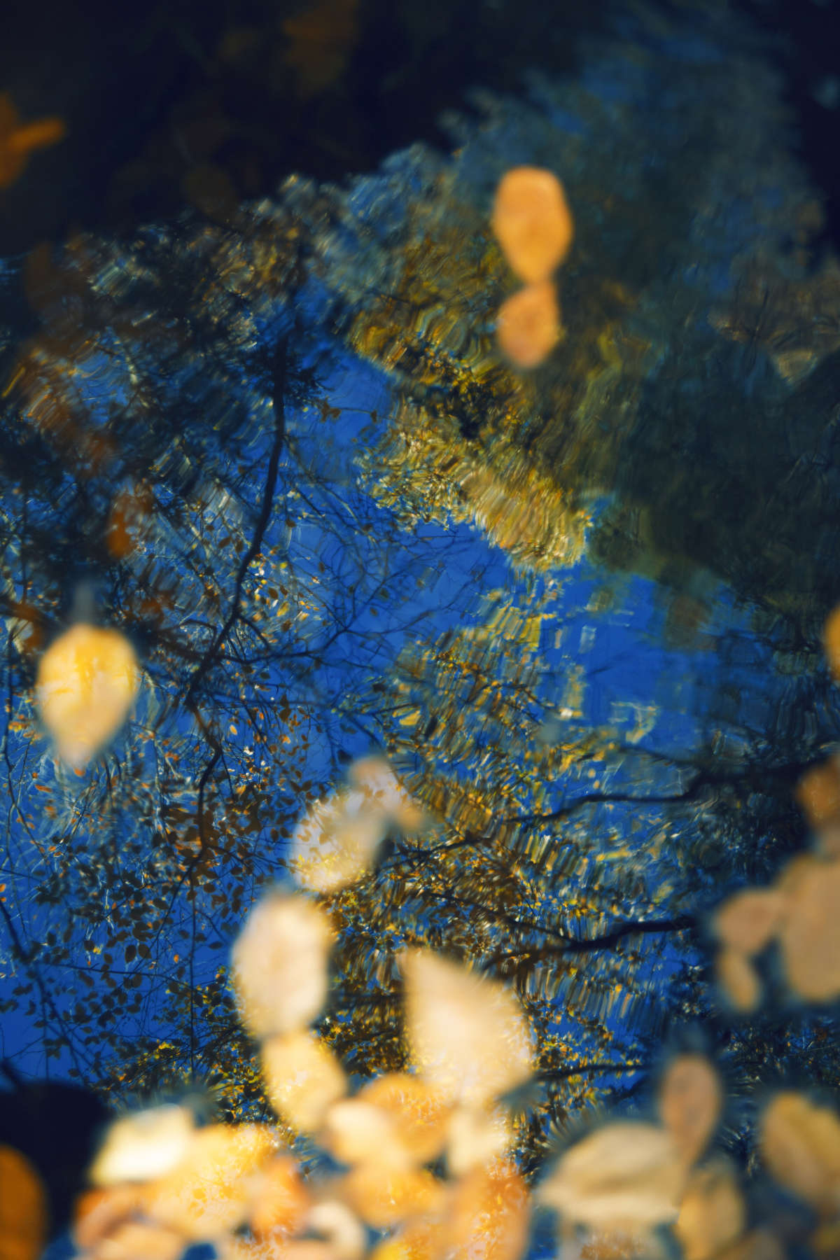 Untitled, The Garden