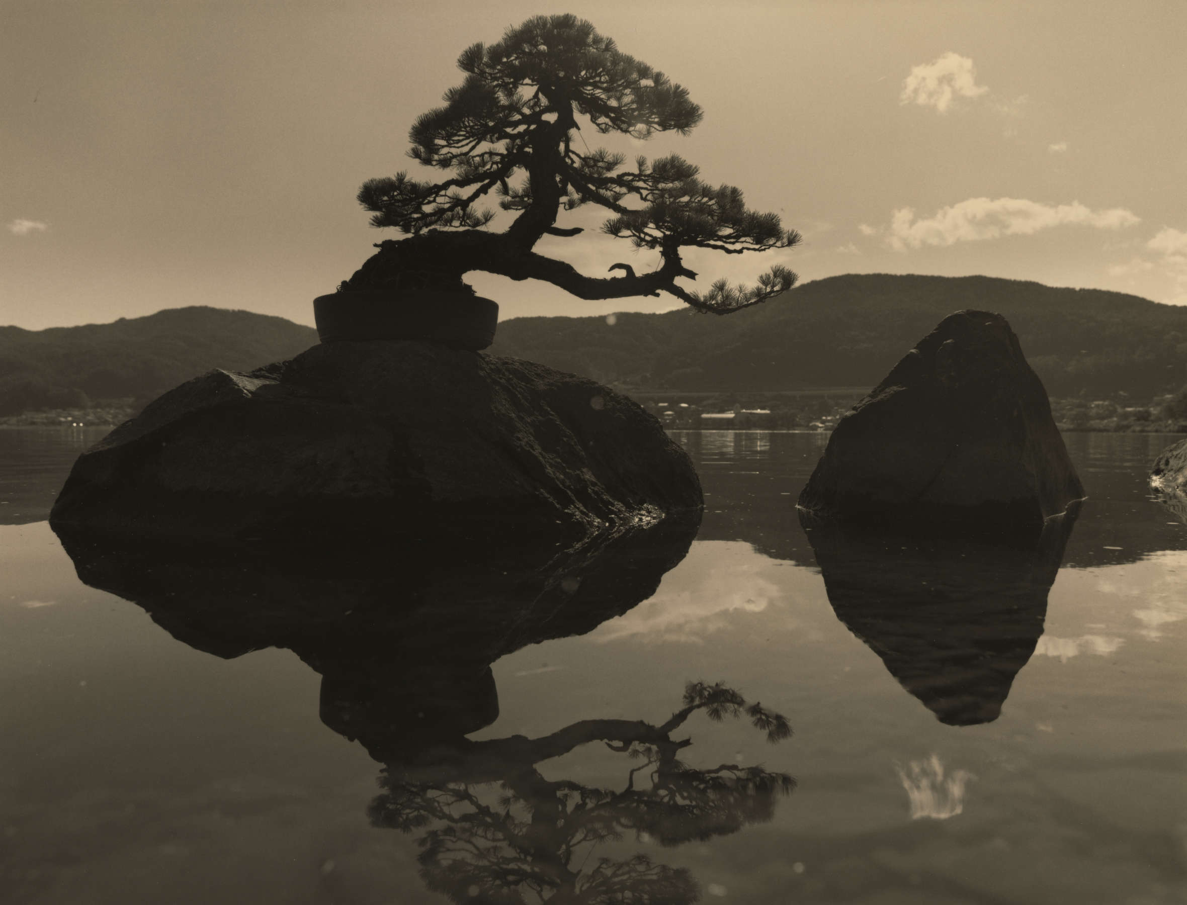 Bonsai #4036