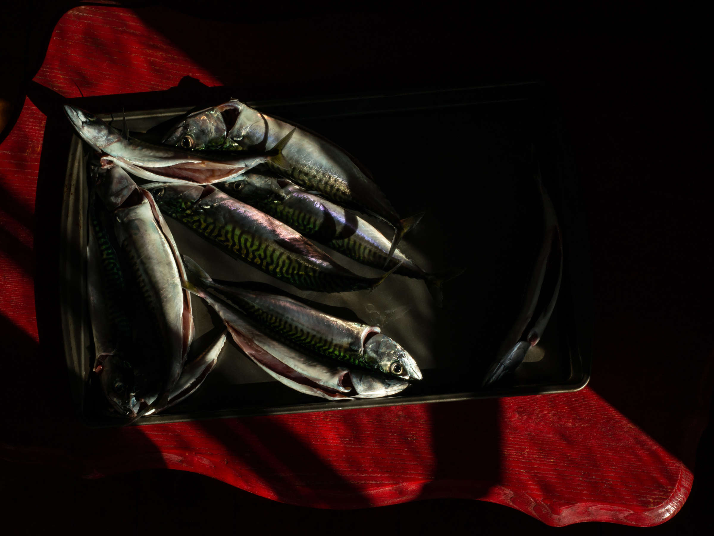 Seven Mackerel, Eagle Island, Maine