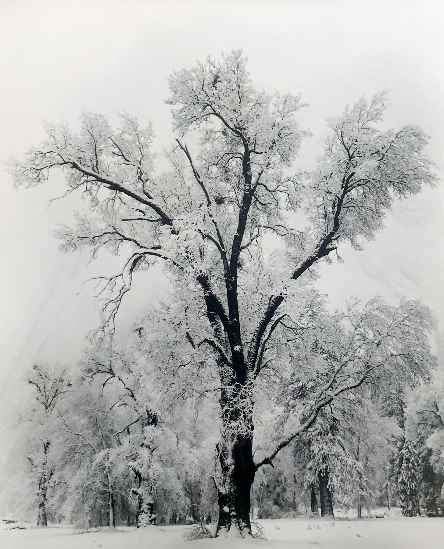 Oak Tree, Snow Storm, Yosemite Valley, CA