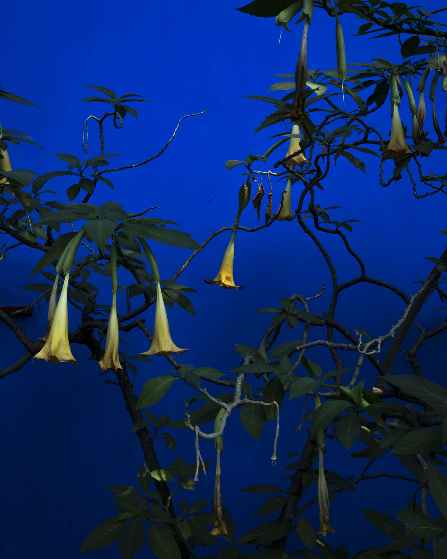 Angel Trumpets