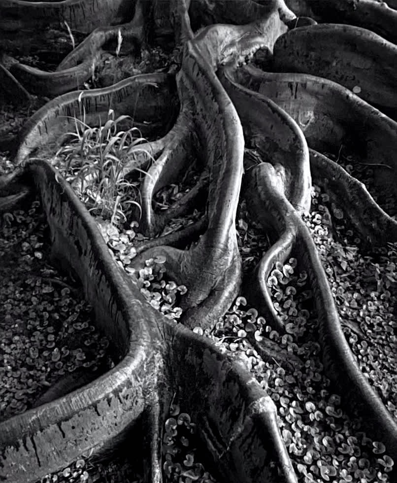 Roots, Foster Gardens, Honolulu, T. H., From Portfolio One: Twelve Photographic prints by Ansel Adams