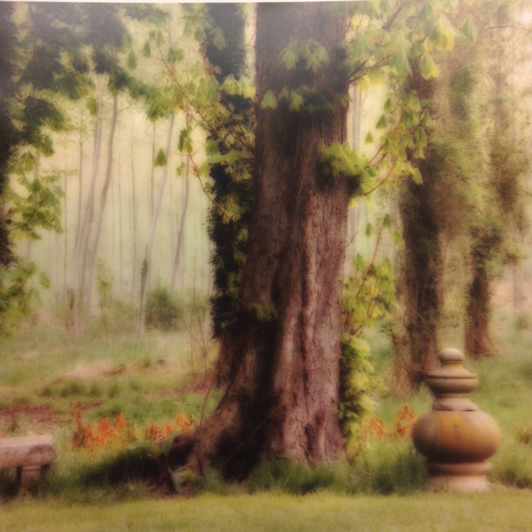 Parc de Jeurre, France (4-99-13c-5)