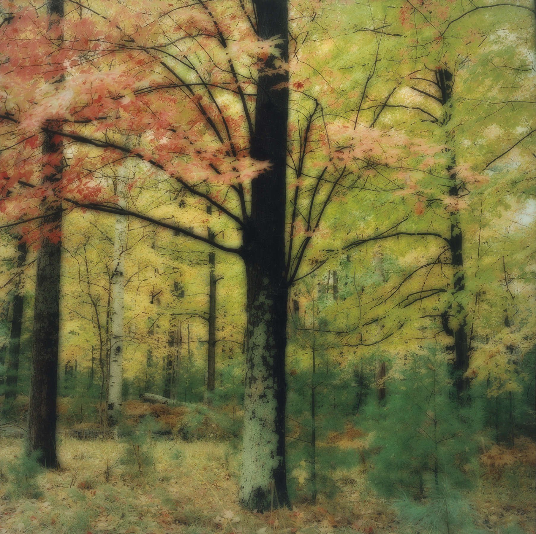 Leelanau Peninsula, MI, (10-03-36c-12)