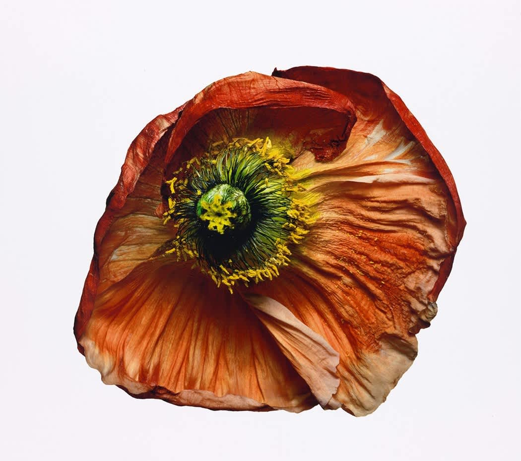 Iceland Poppy/Papaver nudicaule (B), New York (IP.P.1223)