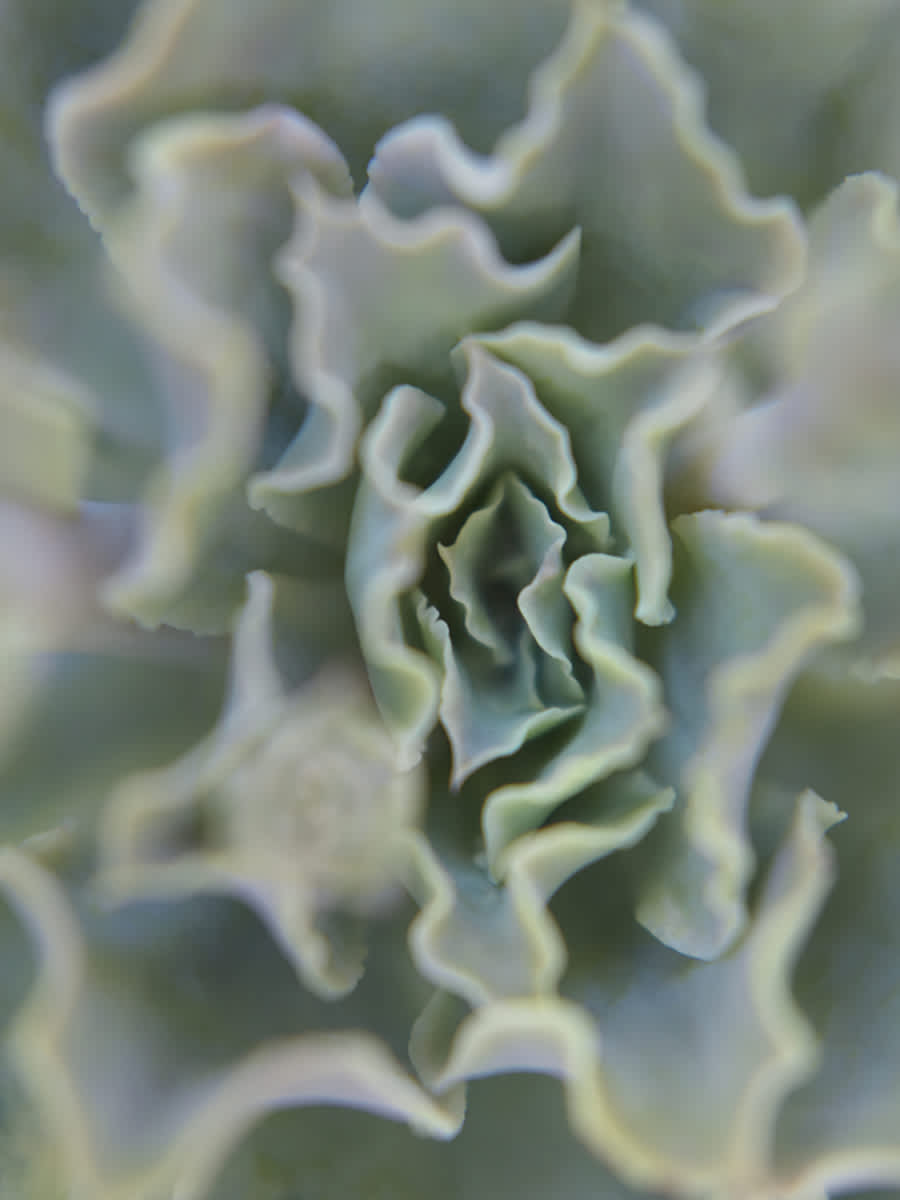 Mona Kuhn, Succulent 1