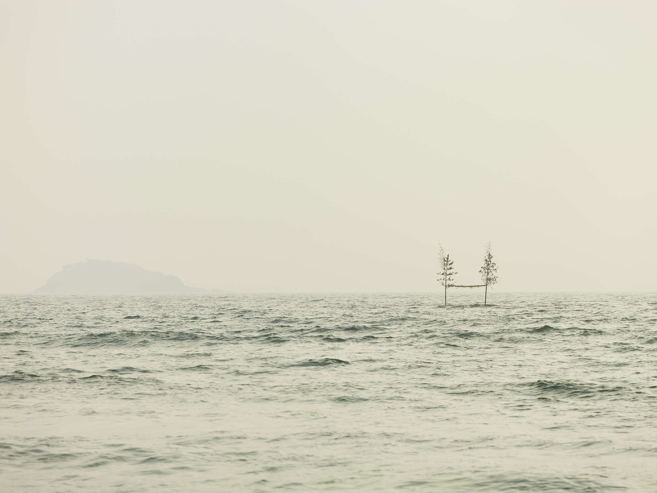 Connected Trees, Japan