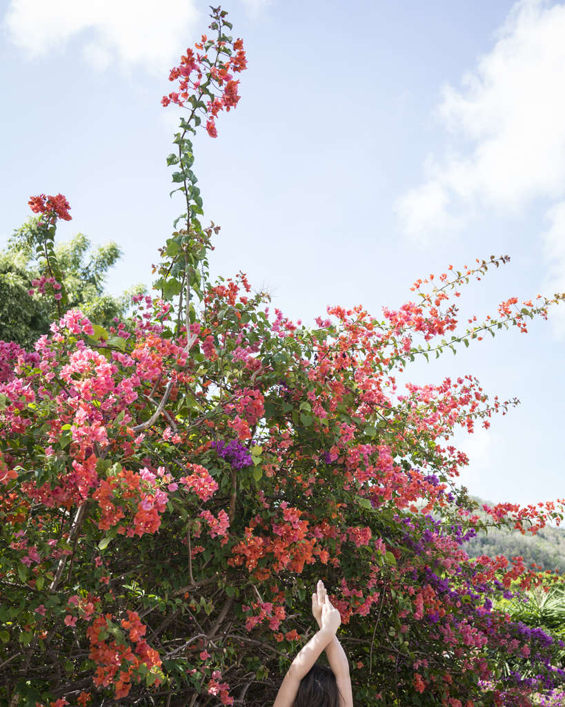 Bougainvillea, Bequia