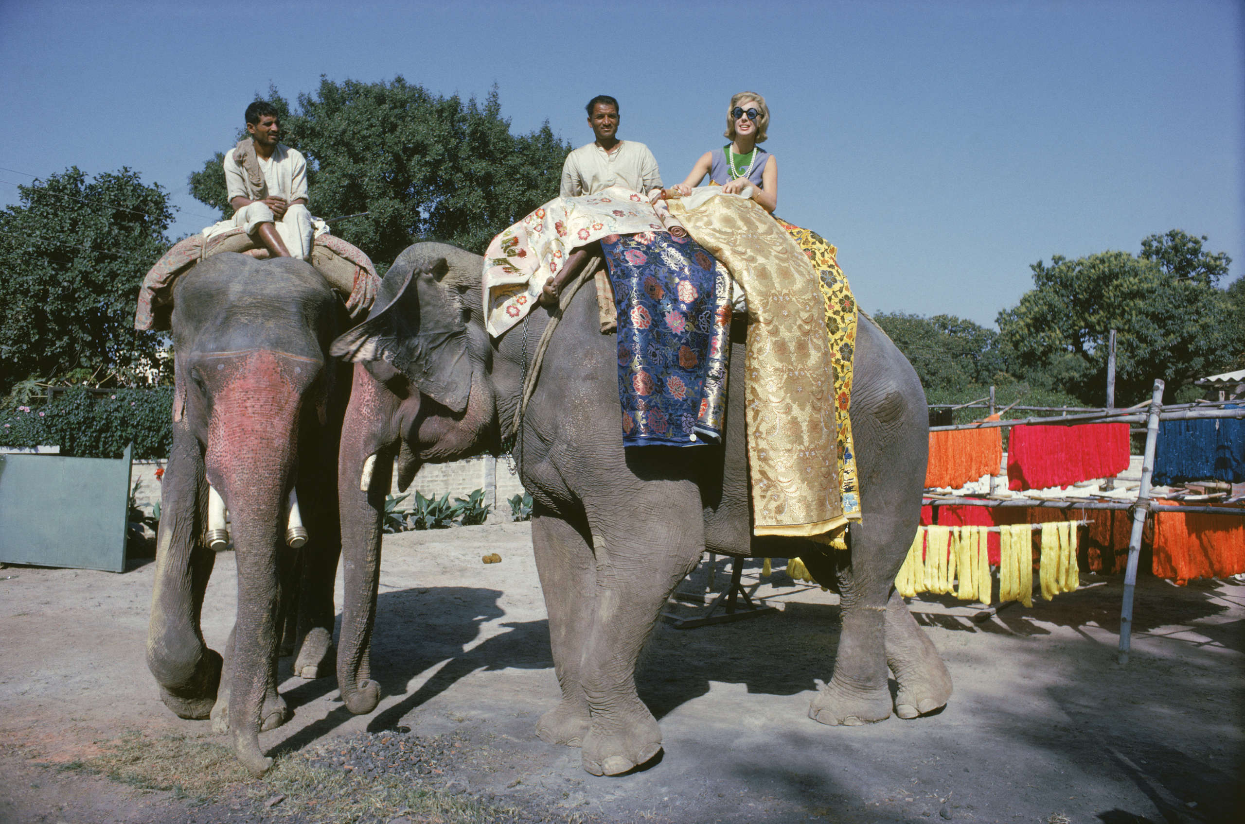 Tiger Morse in Blue on Elephant