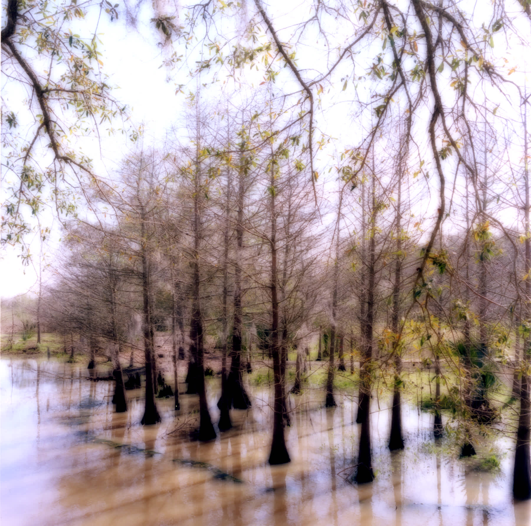 Avery Island, Louisiana (2-07-3c-11)