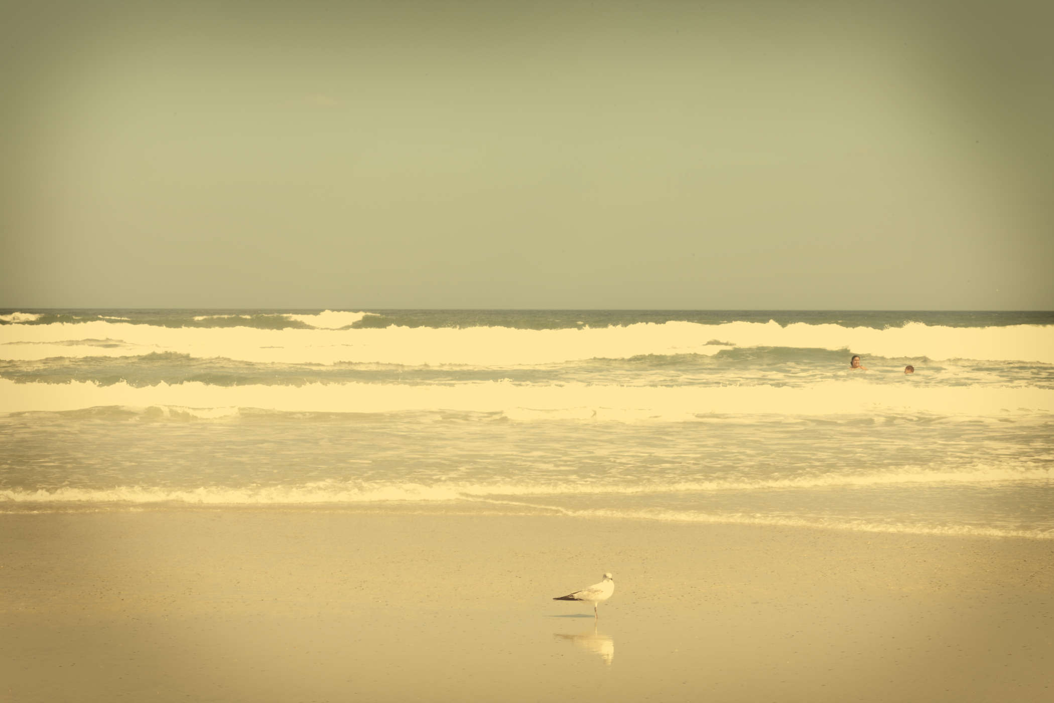 Seagulls/Swimmer, St. Augustine, FL