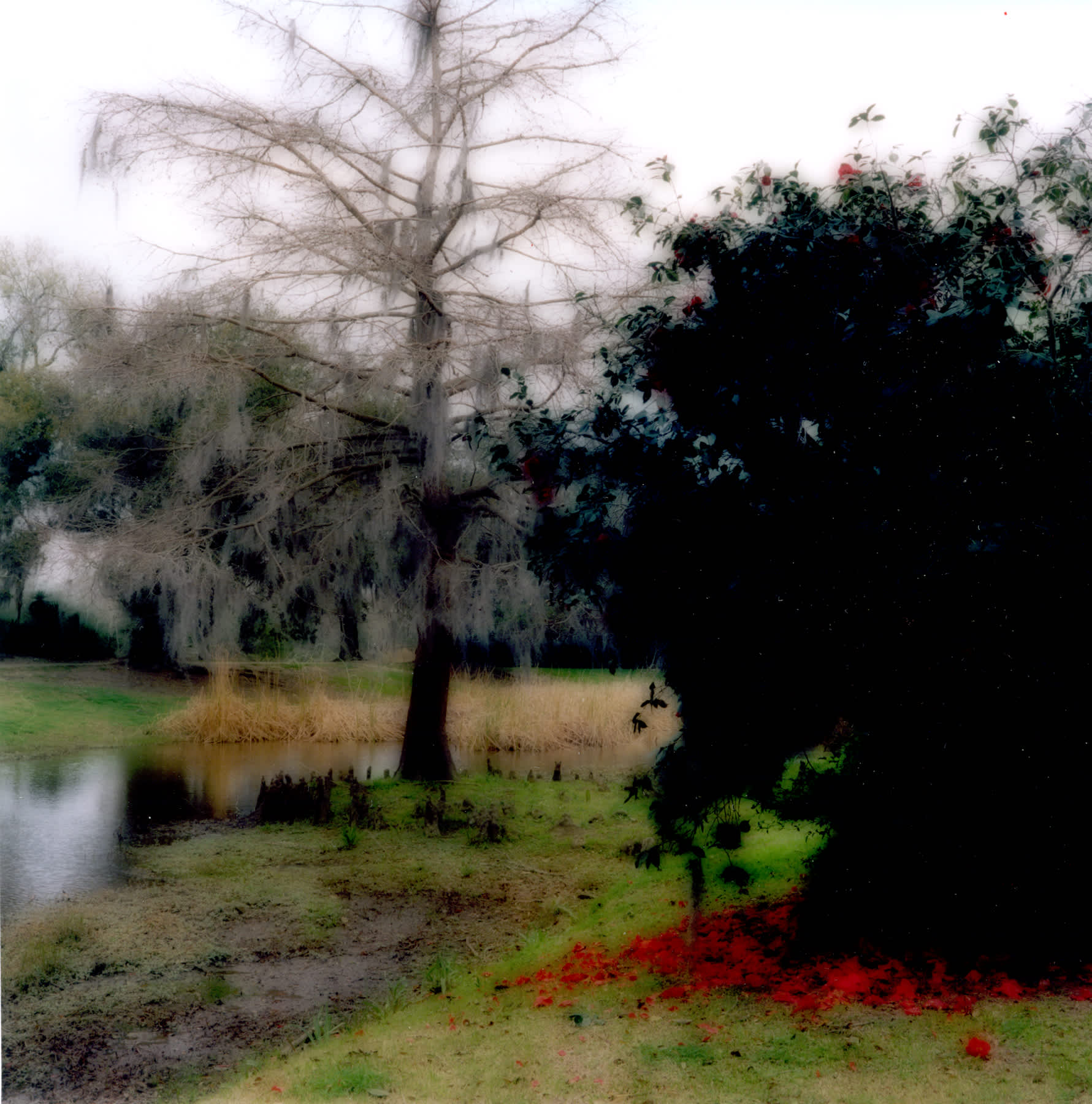 Avery Island, Louisiana (2-07-20c-5)