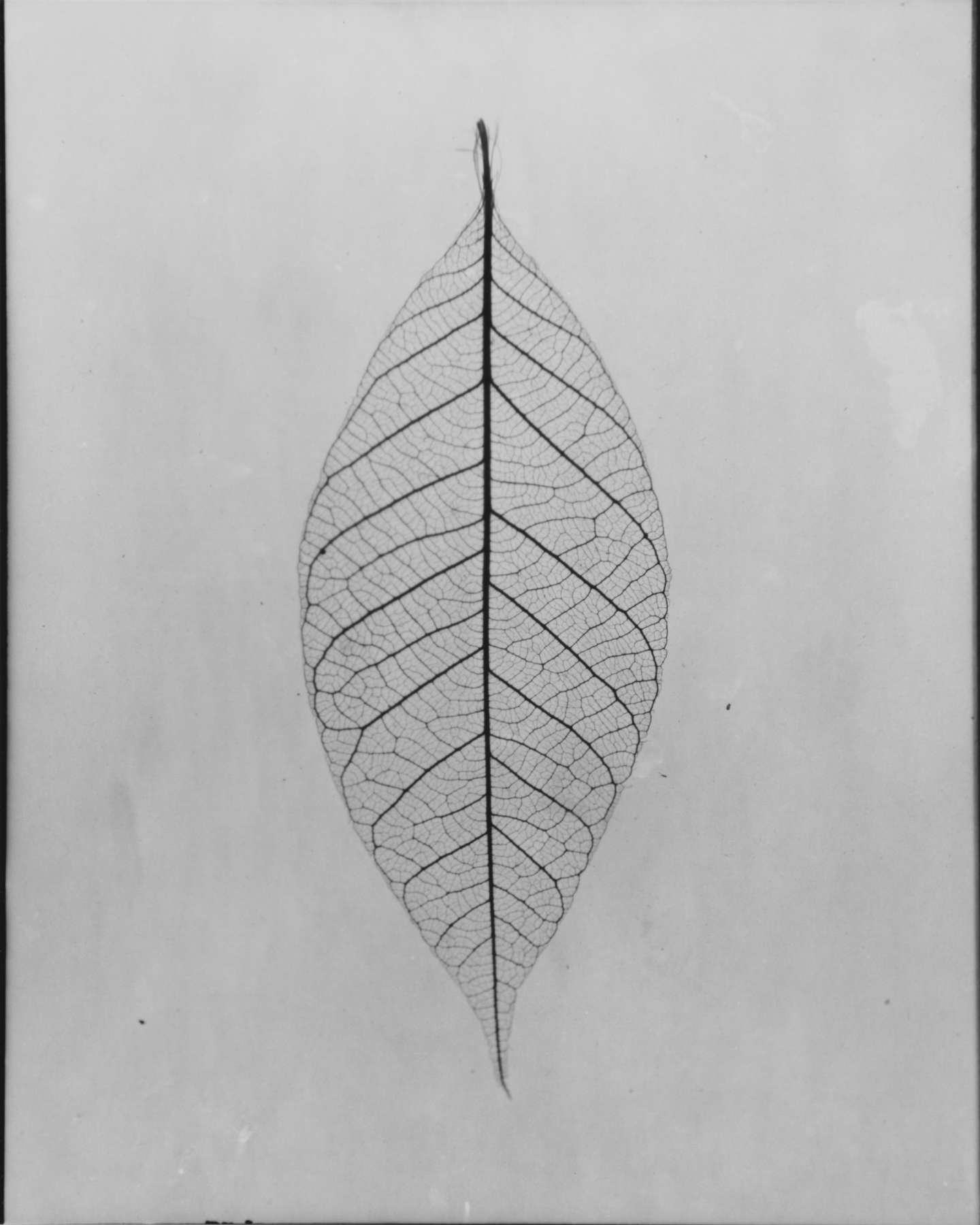 Skeleton Leaf