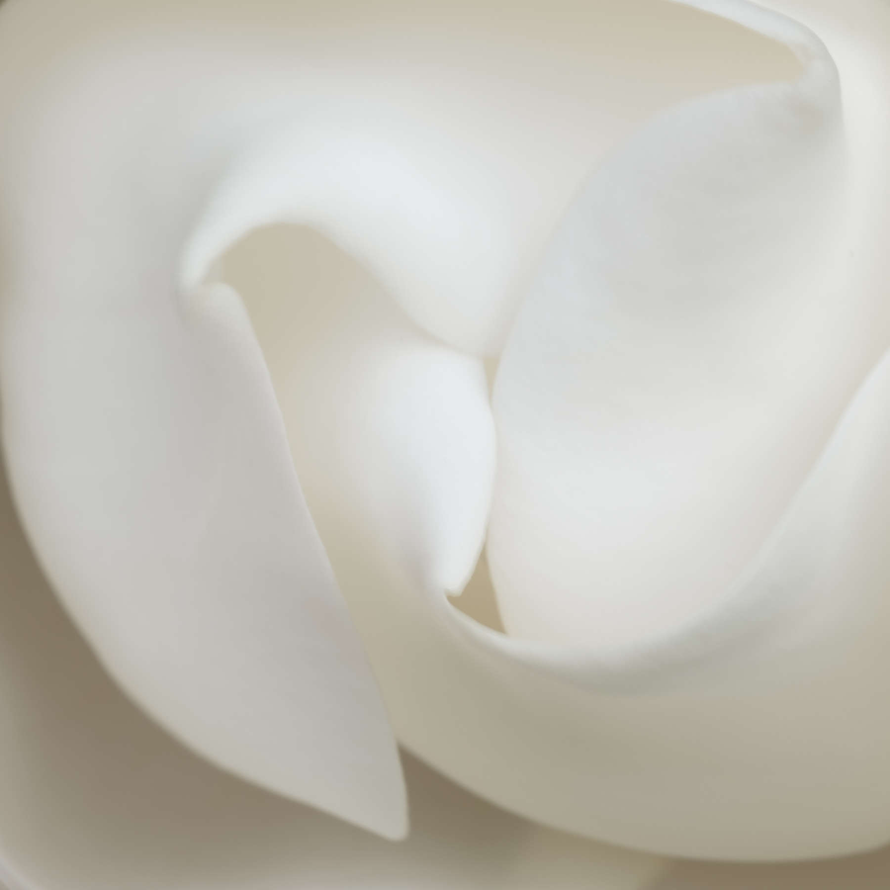 Magnolia Abstract 2
