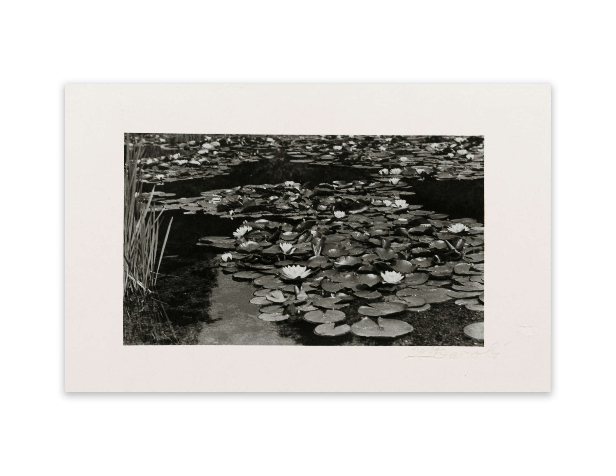 Unknown Title (water lilies)