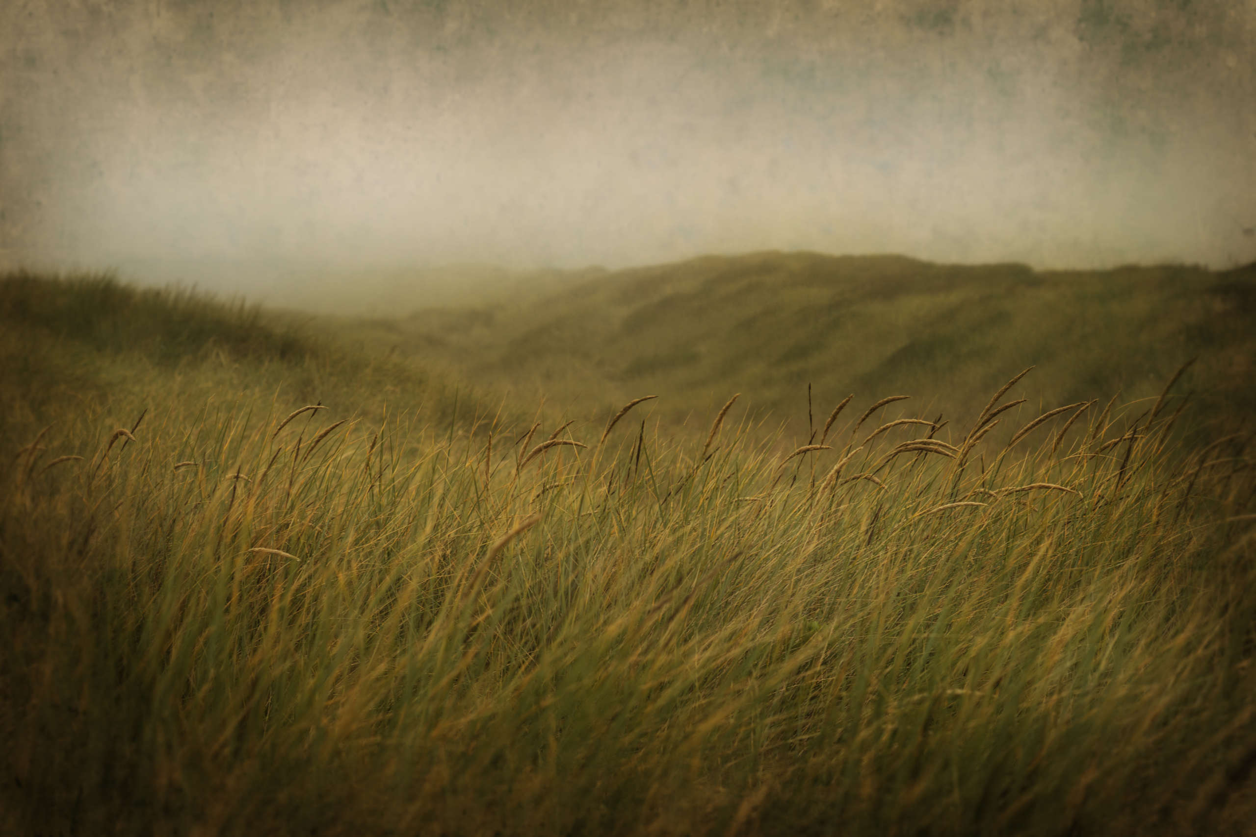 Sea Oats, Oregon Coast