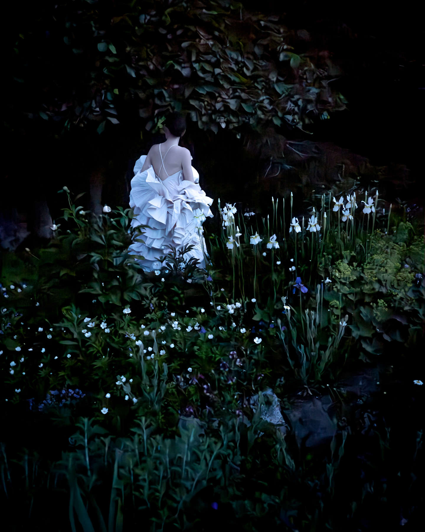 Irises, Rockport, Maine