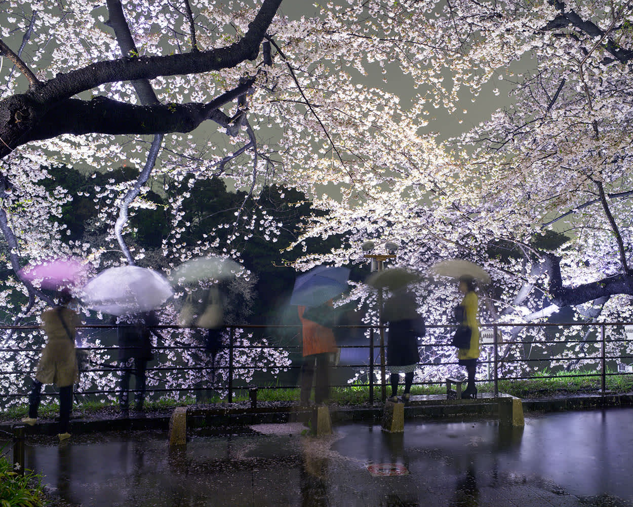 Hanami #5, Chidorigafuchi, Thursday April 3rd