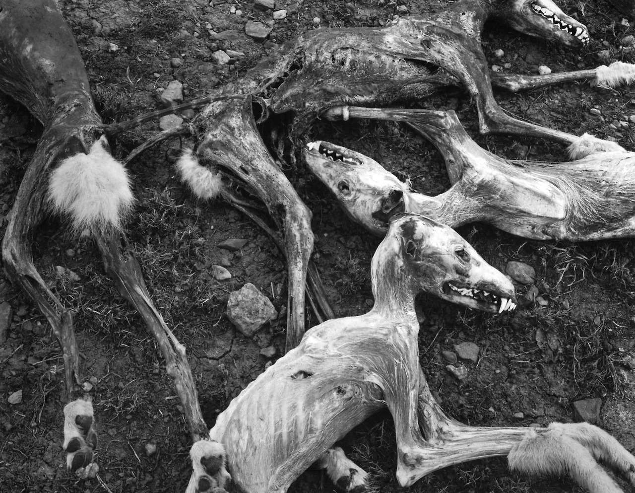 Coyotes