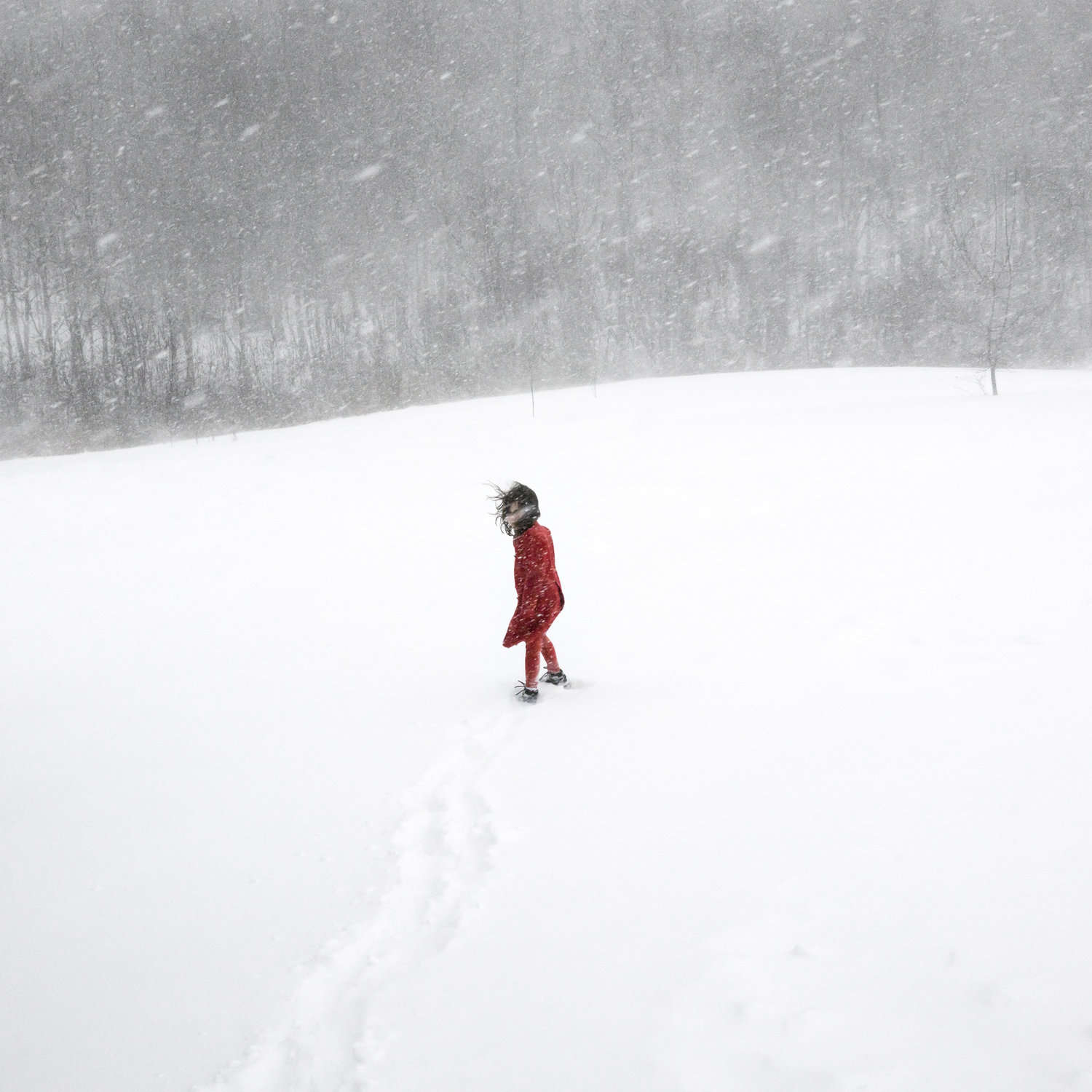 Scout in the Blizzard, Rockport, Maine