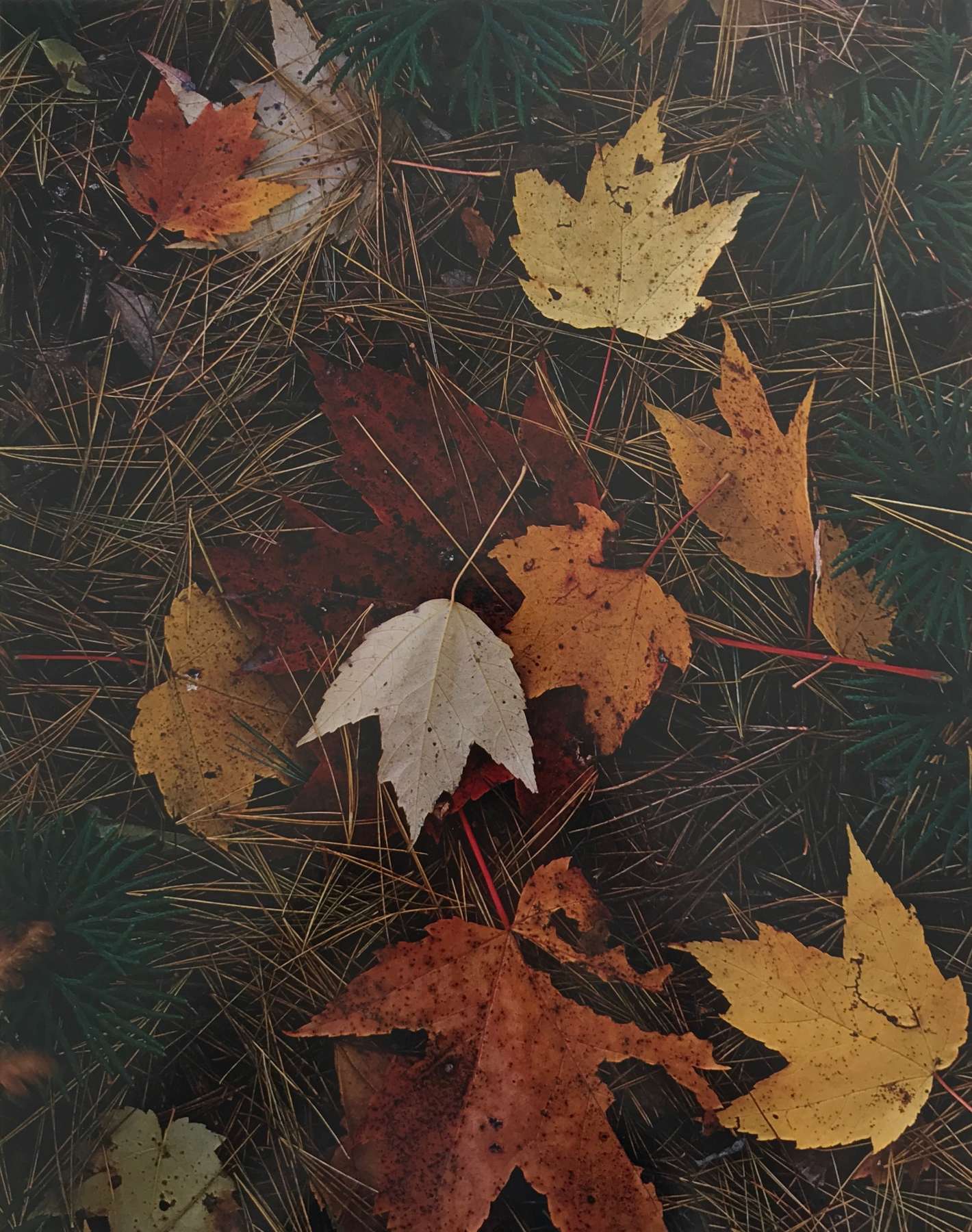 Maple Leaves and Pine Needles, Tamworth, New Hampshire, October 3