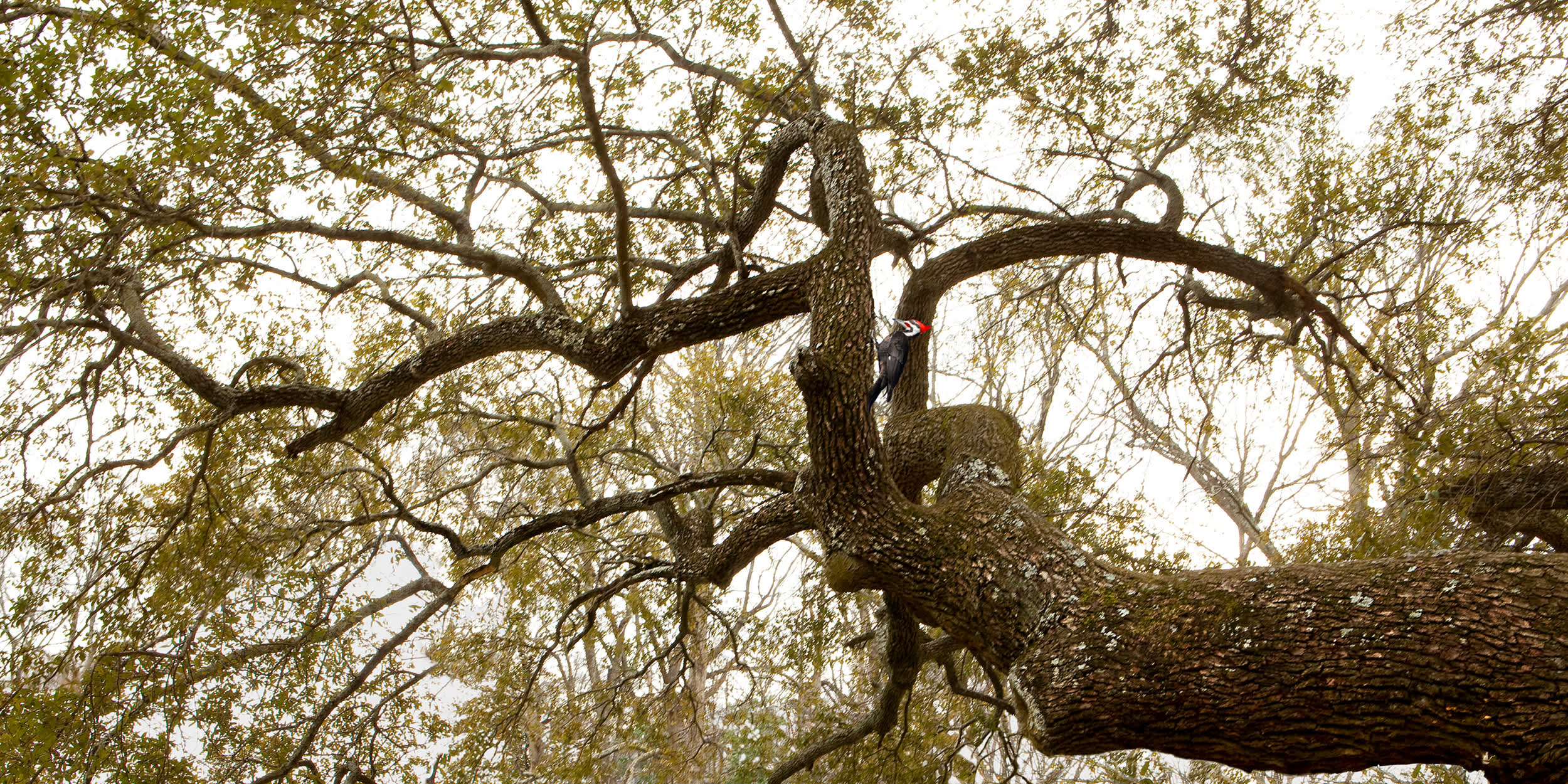 Untiled, Sovereign Tree (big green branches)