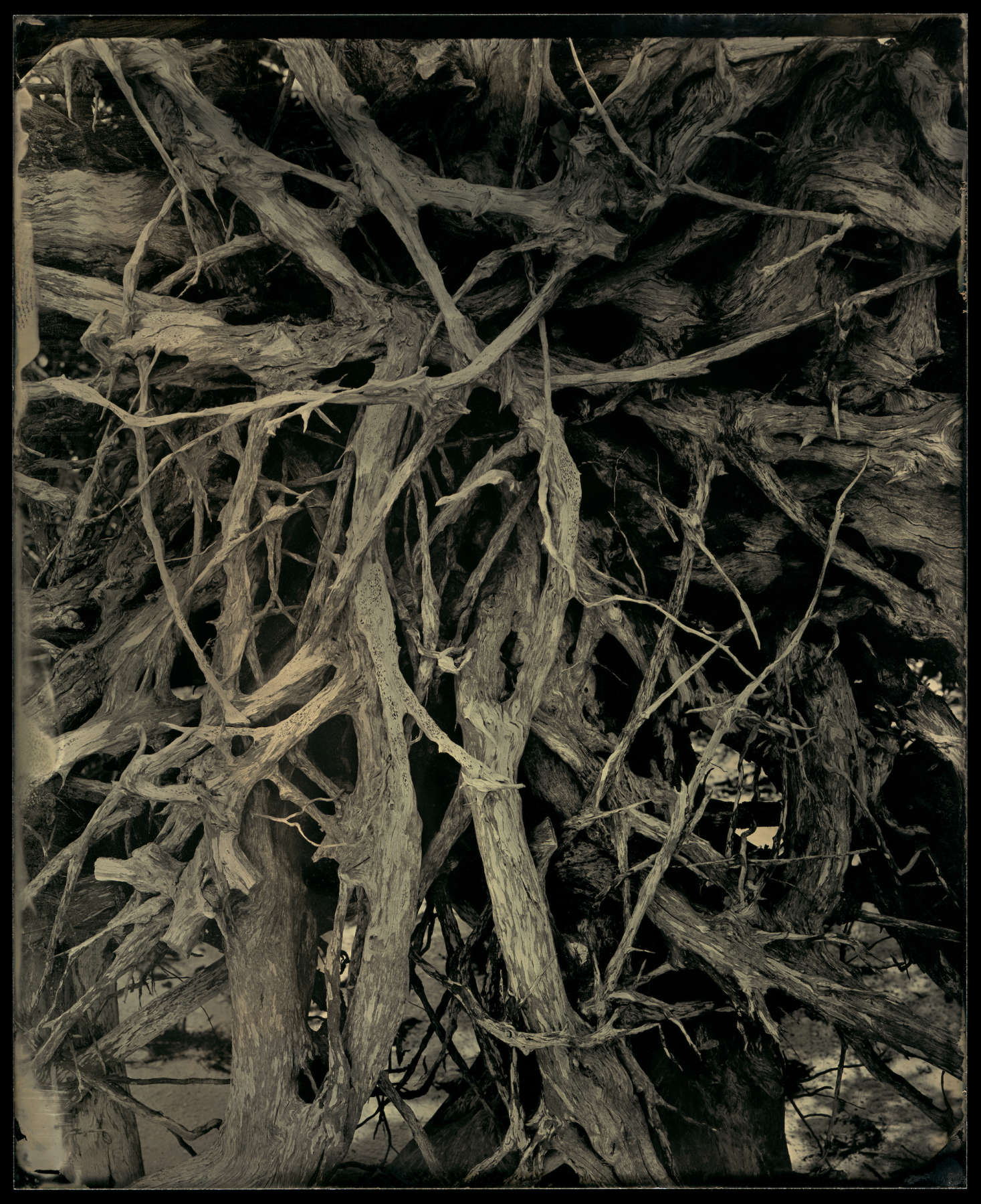 Barrier Island, Study 19