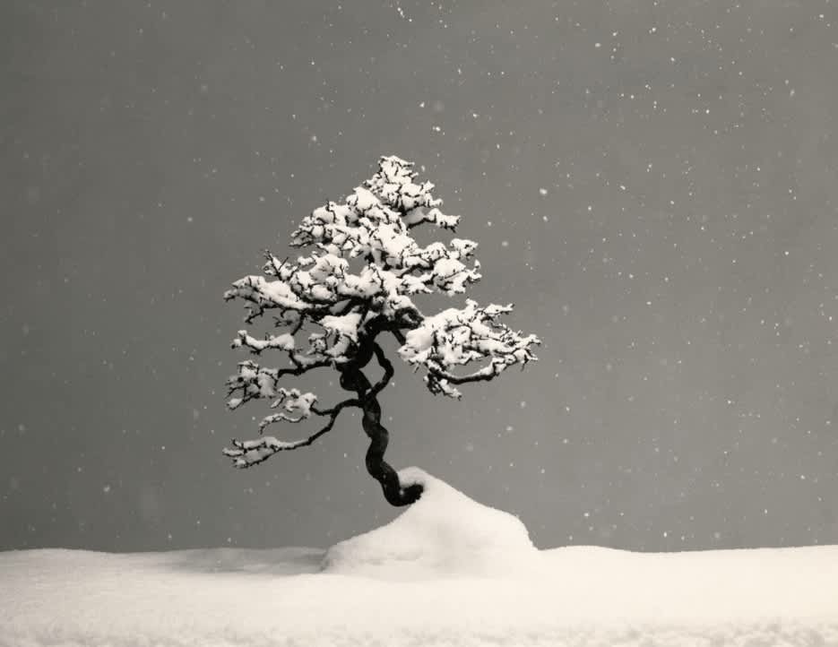 Bonsai #4012