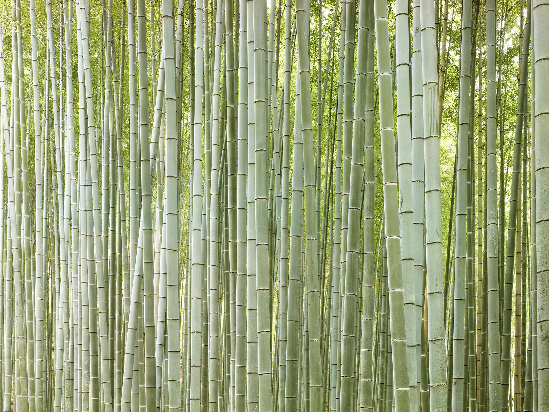 Bamboo Forest II, Japan