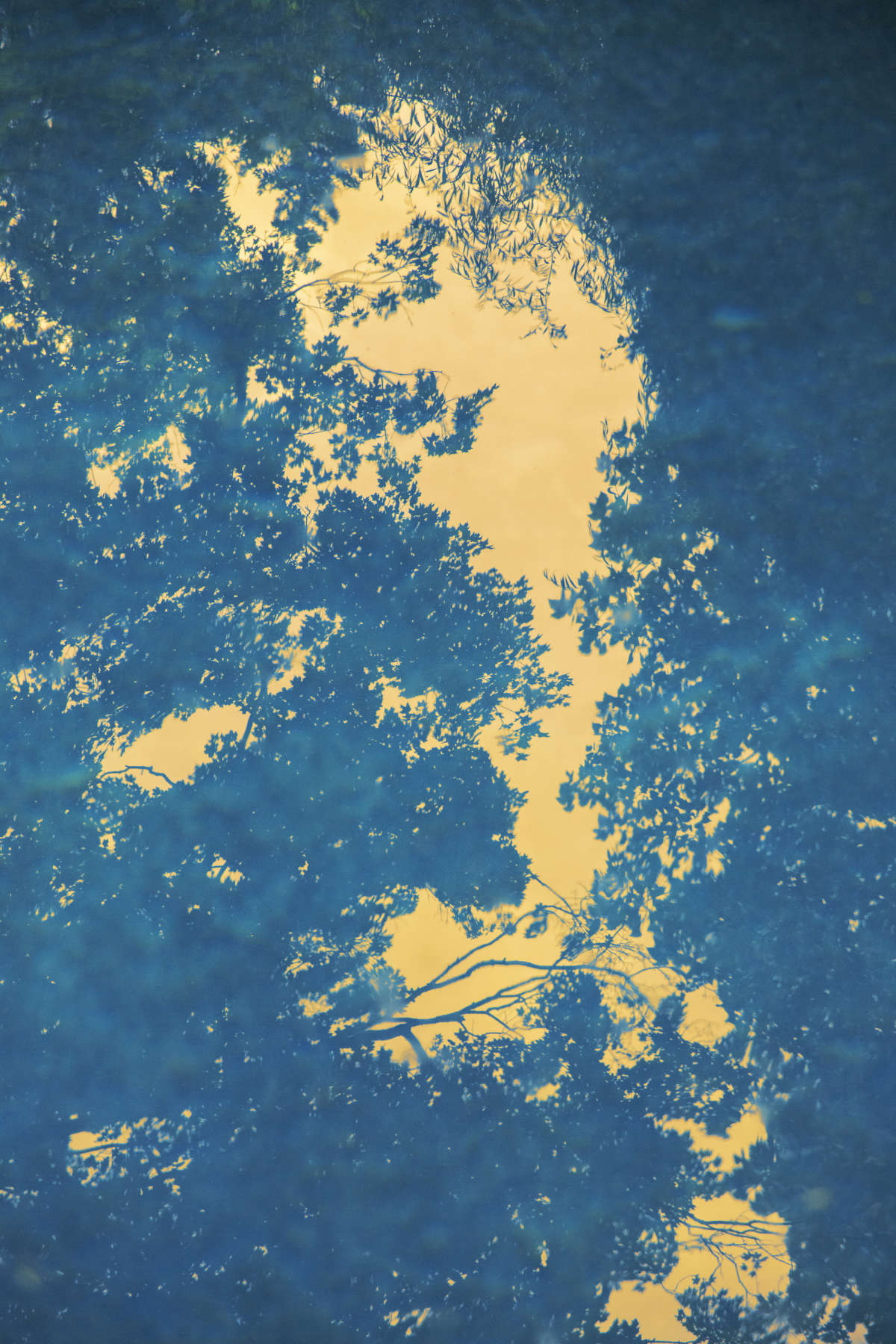 Untitled, The Garden