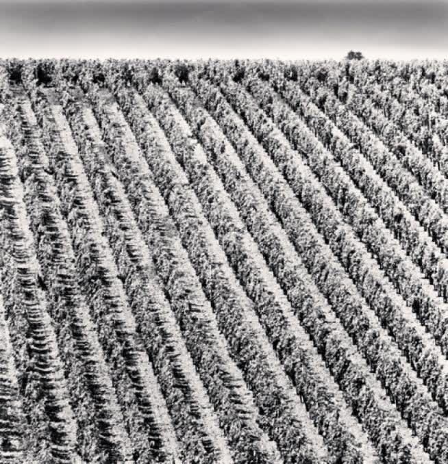 Chateau Lafite, Study 9, Bordeaux, France