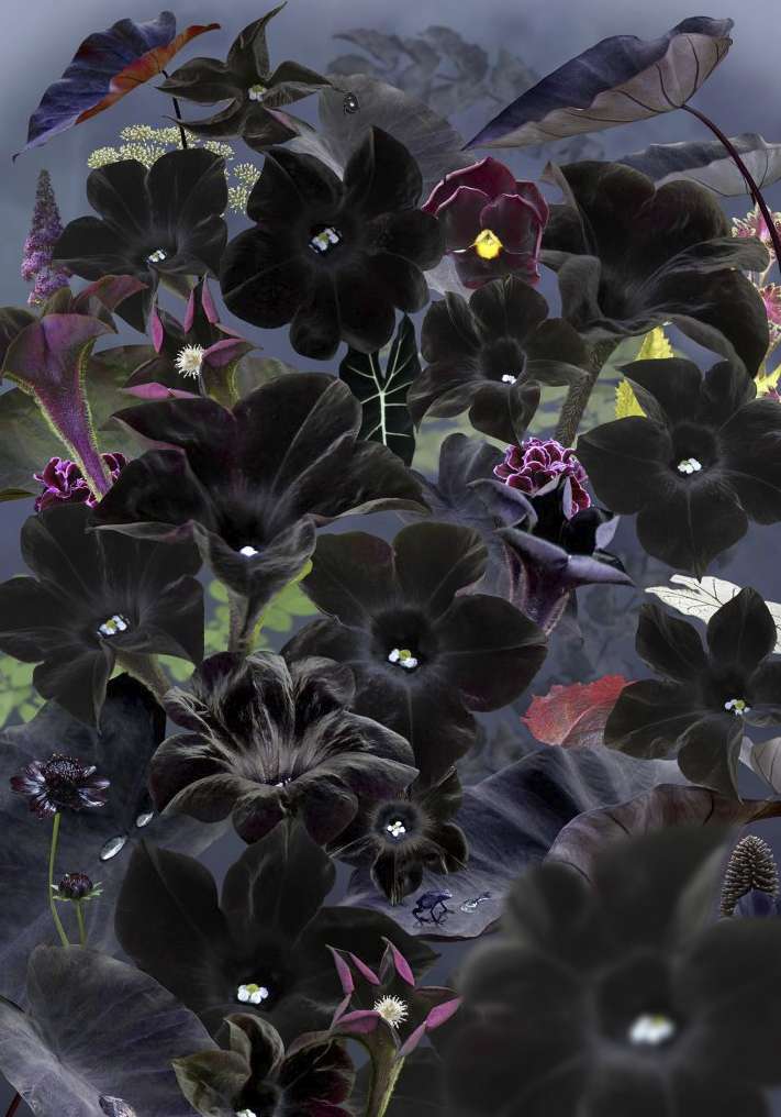 Floresta Negra #1