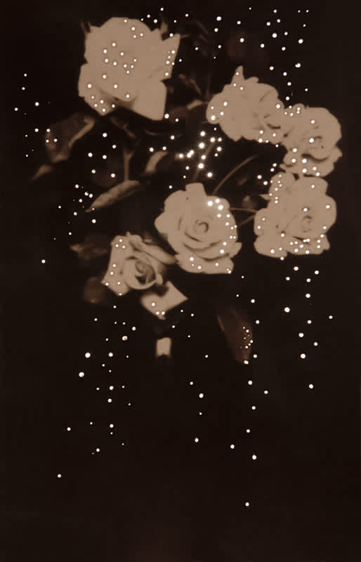 Mom’s Roses, 1914