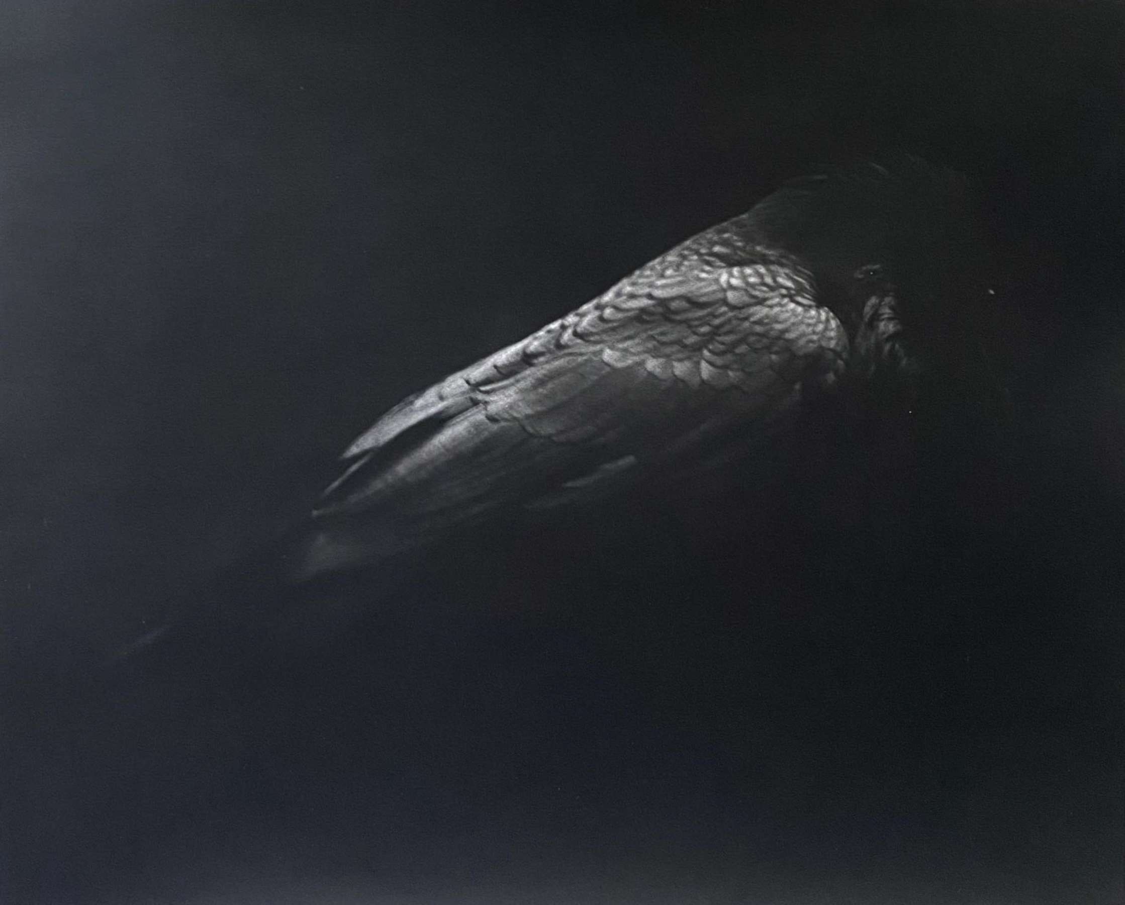 Study of a Raven