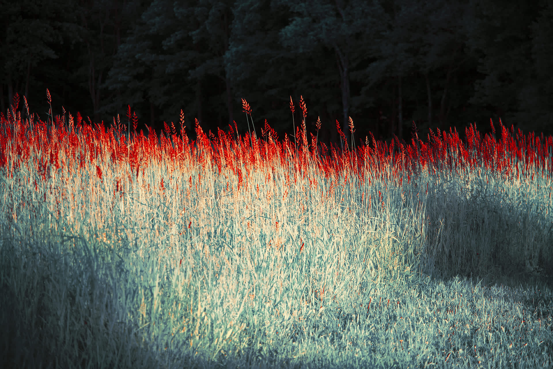 Red Grasses, The Garden