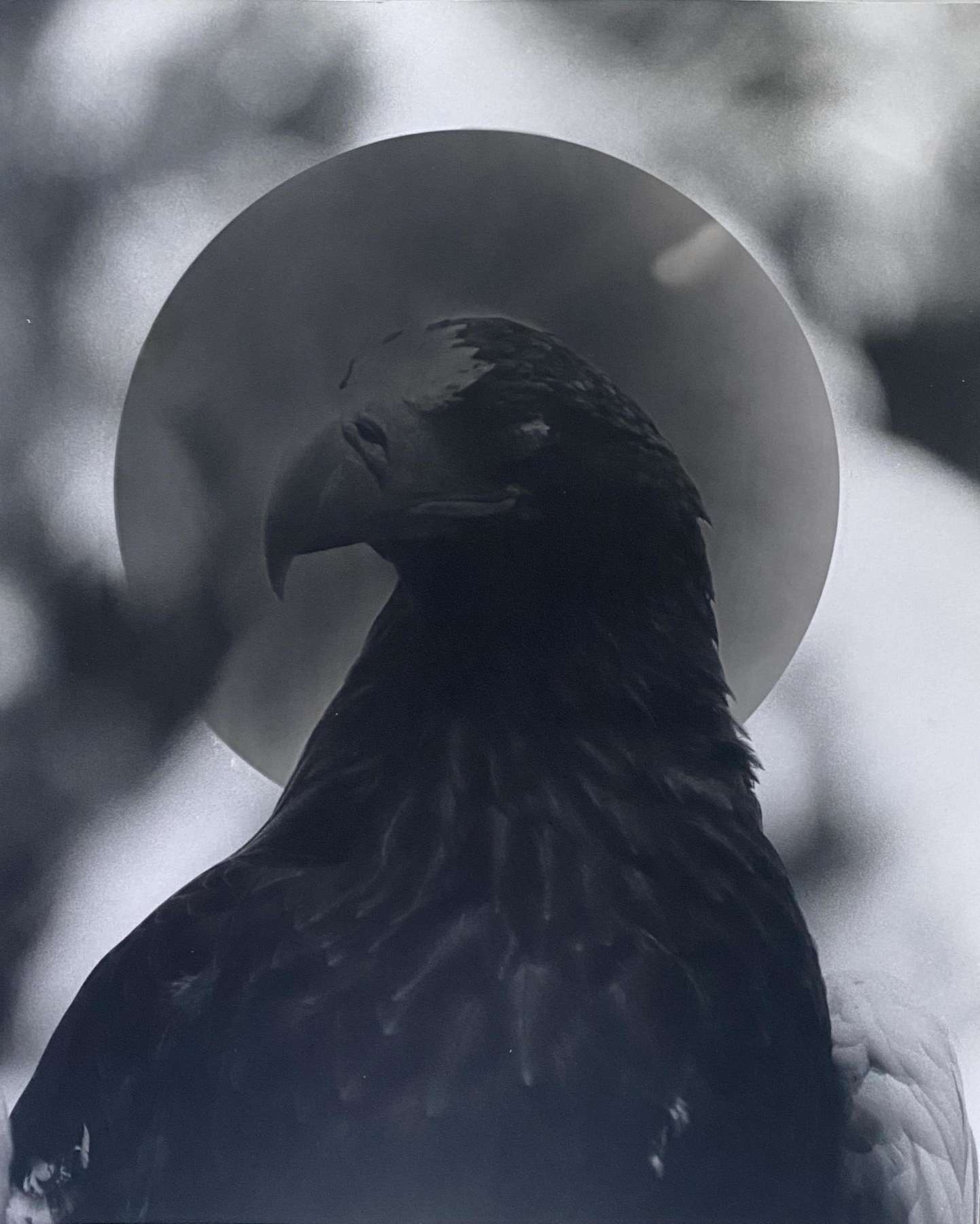 Portrait of a Steller’s Sea Eagle
