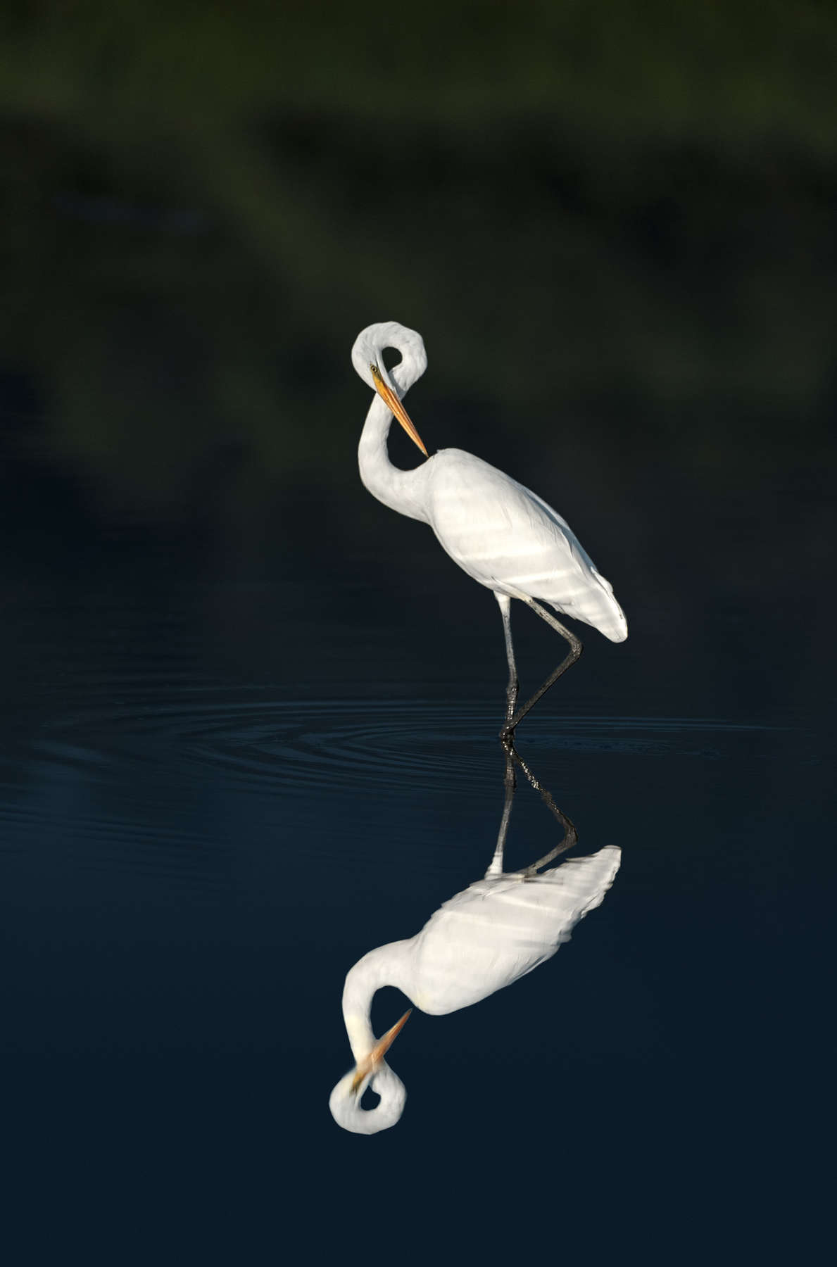 Spiral Neck