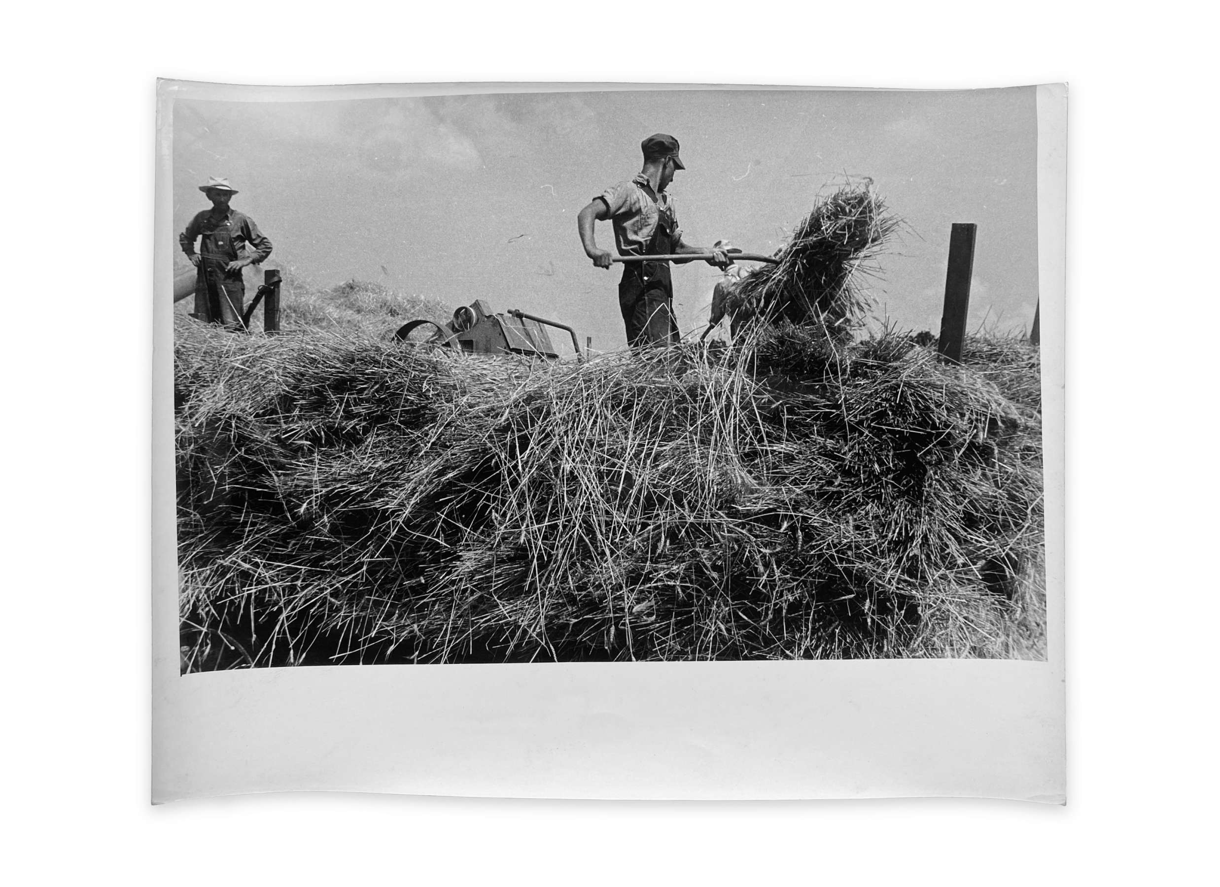 Wheat harvest in the field. Feeding the thresher, central Ohio