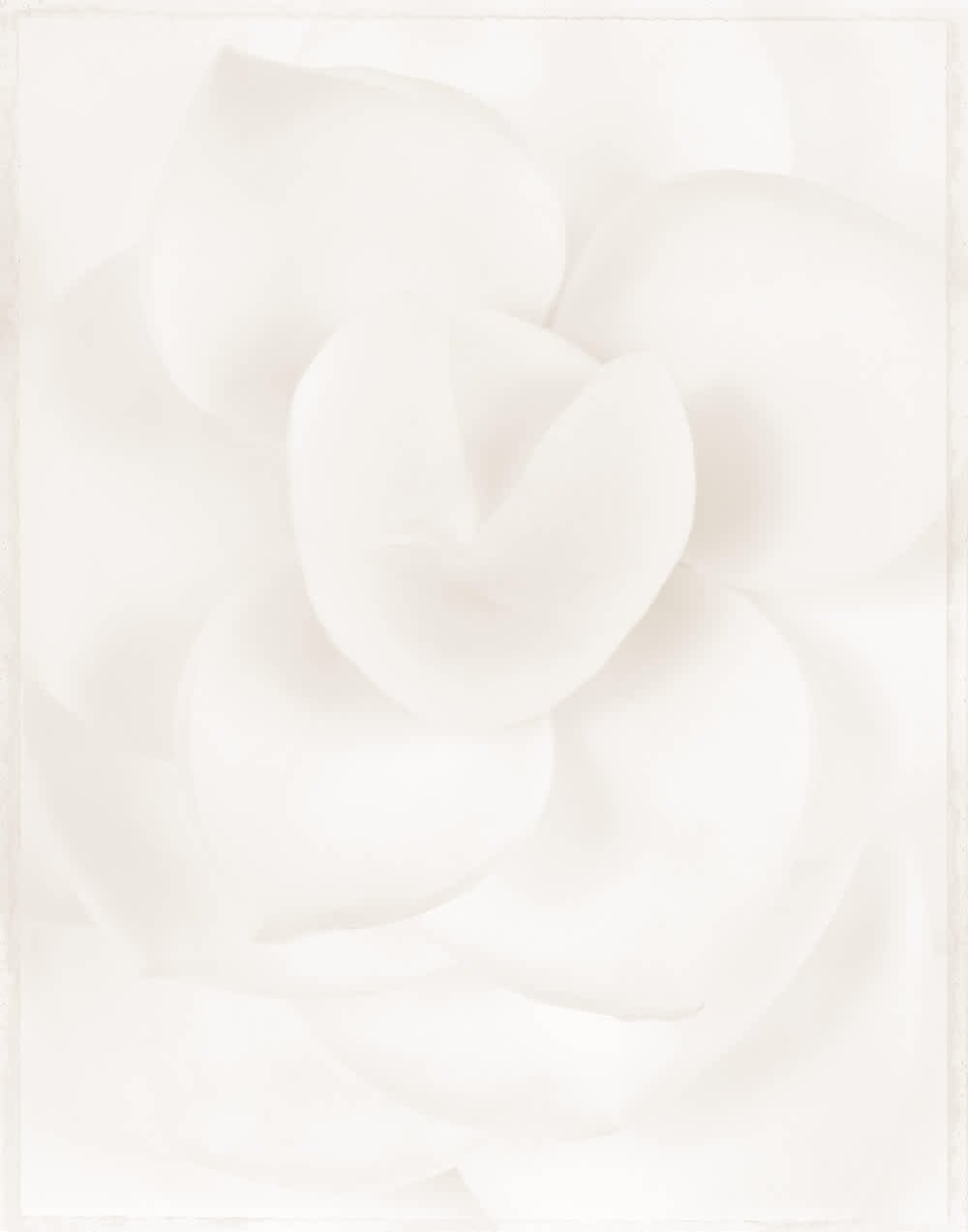 Camellia japonica ‘Alba Plena’ (WOW040)