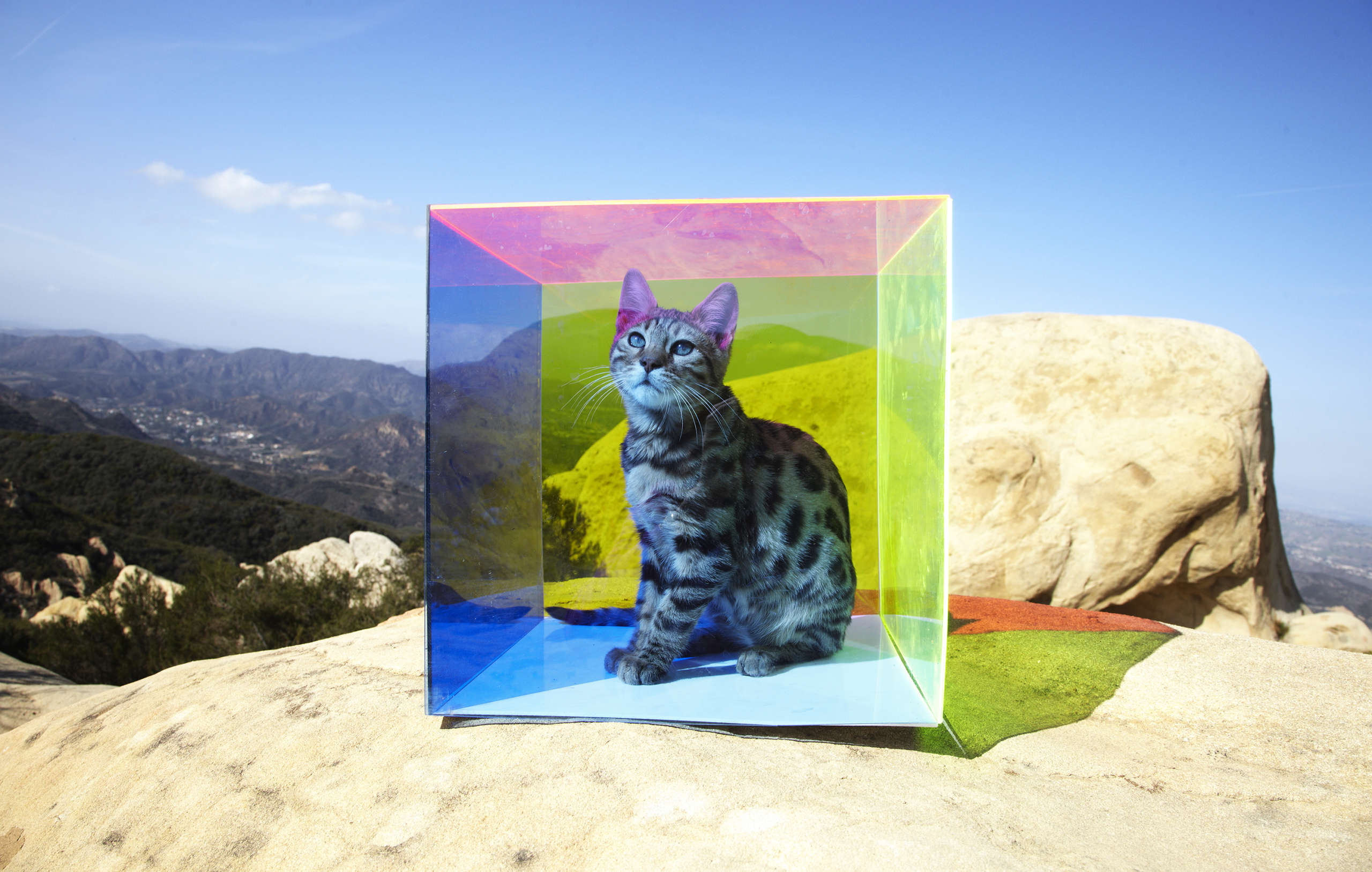 Untitled (Cat in Box)