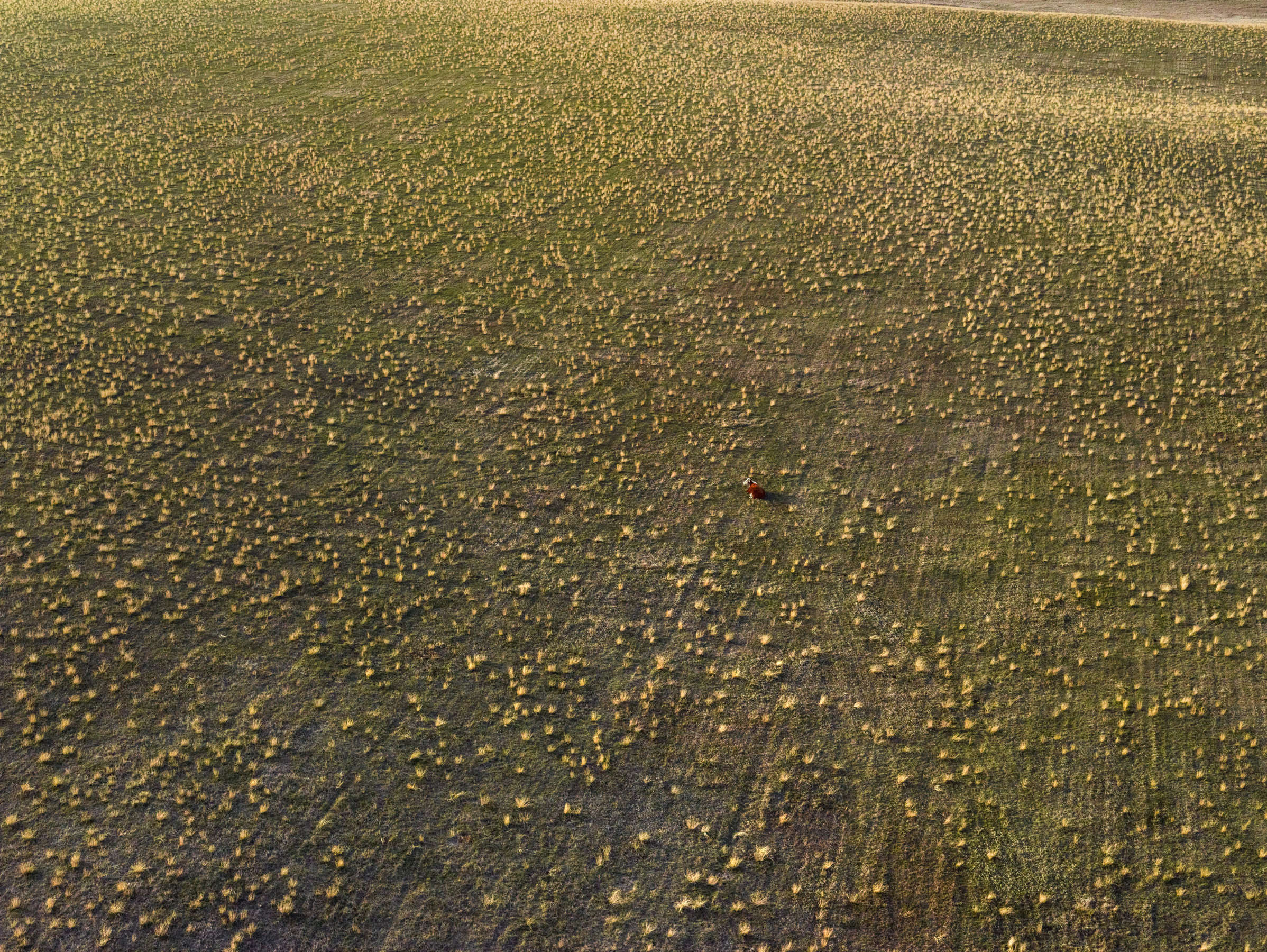 Lone Cow, Dunn County, North Dakota