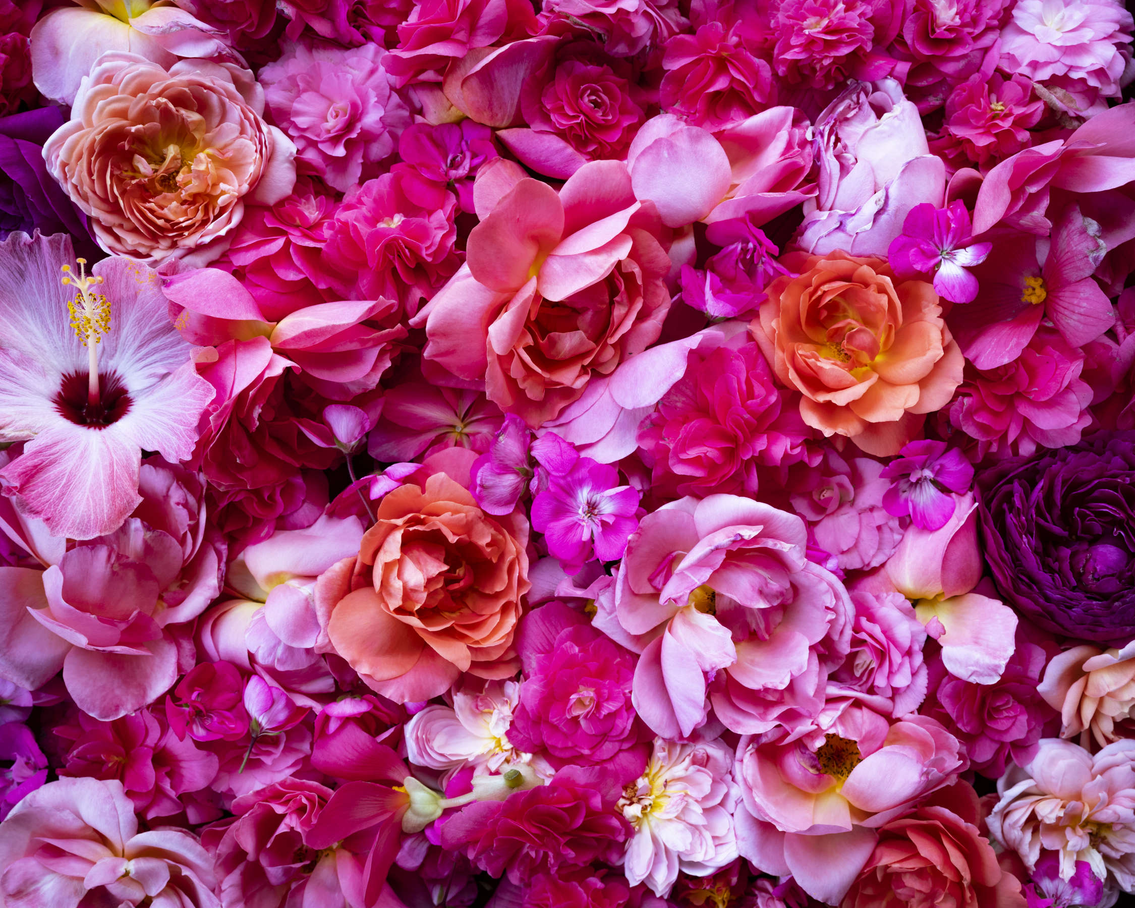 Cig Harvey, All the Pink Flowers in the Garden, 2020